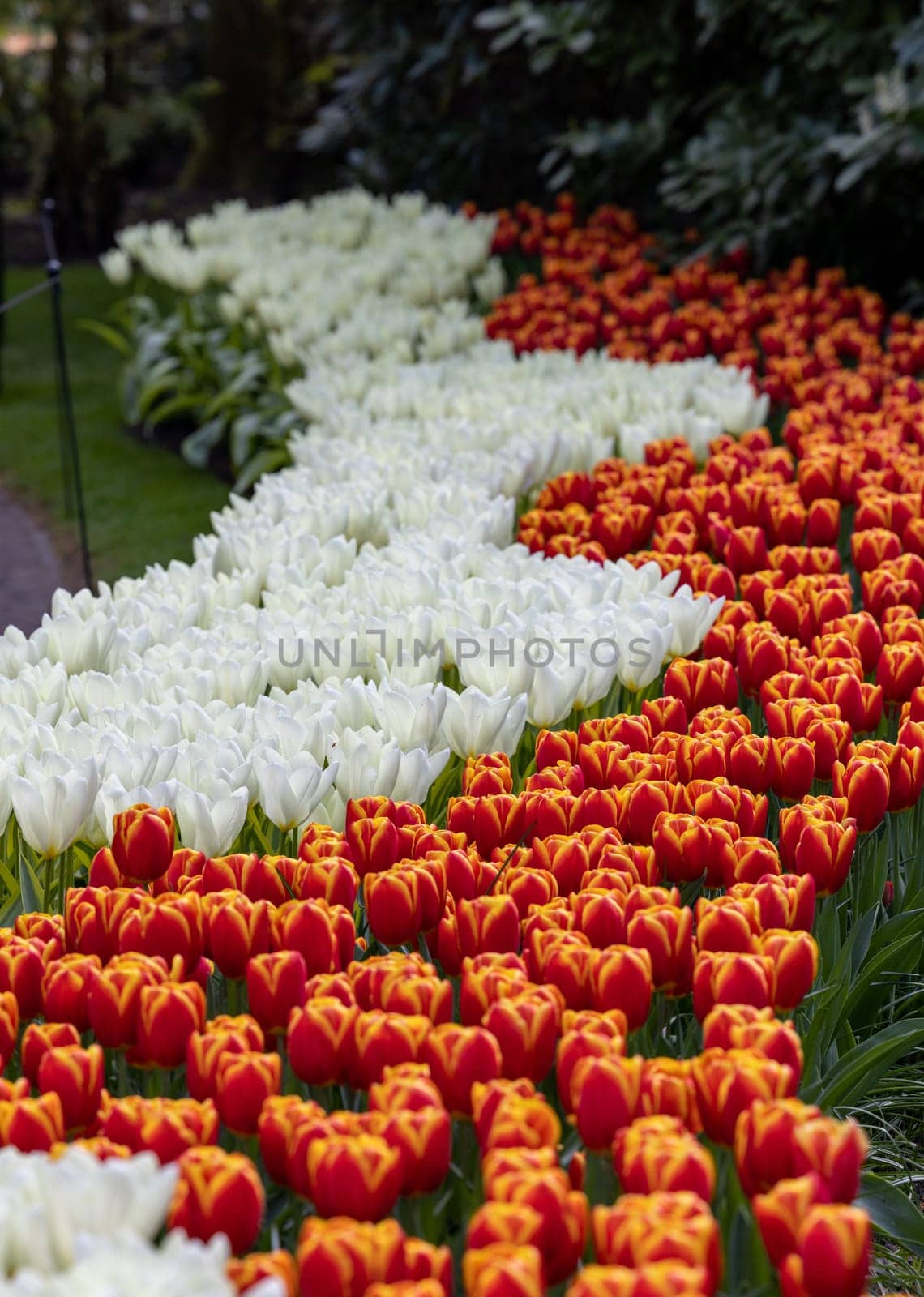 Colorful flowers in the Keukenhof Garden in Lisse, Holland, Netherlands.