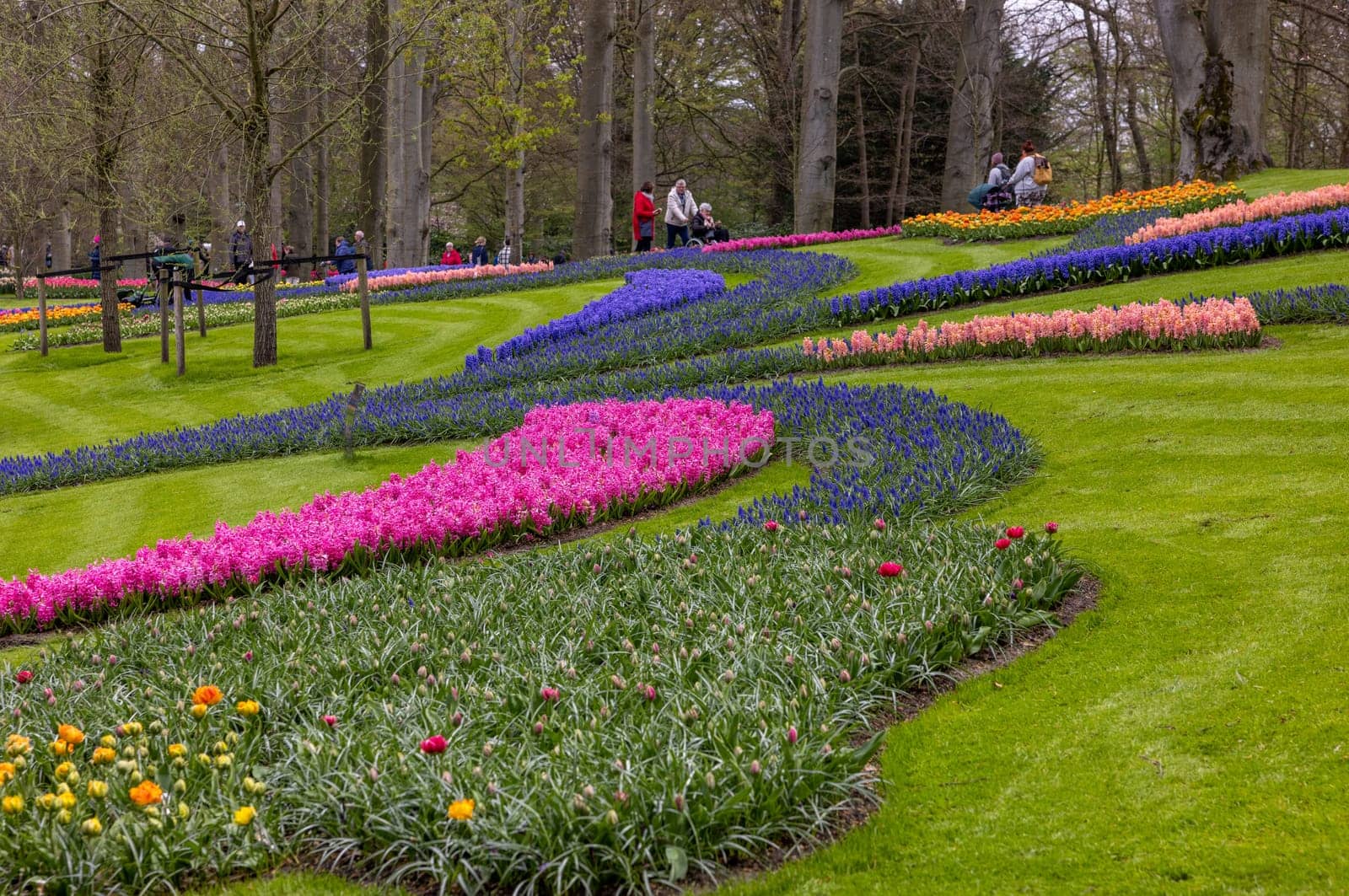Keukenhof, Lisse Netherlands - April 18, 2023: Colorful flowers in the Keukenhof Garden in Lisse, Holland, Netherlands.