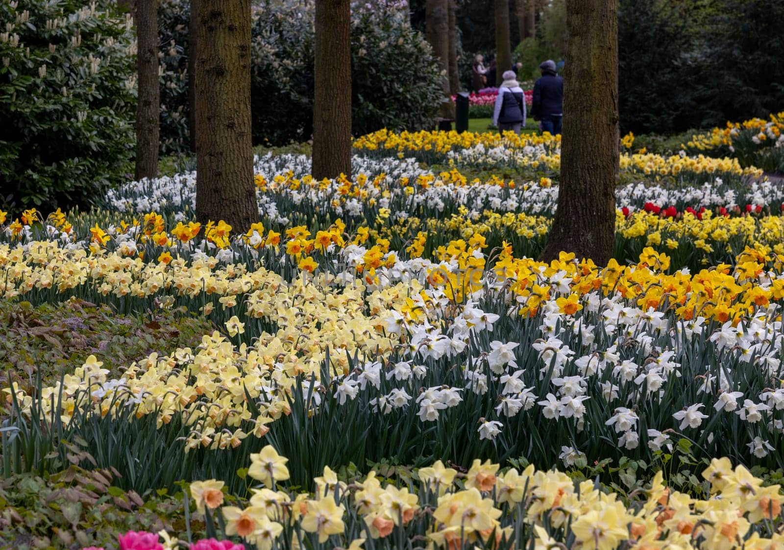 Keukenhof, Lisse Netherlands - April 18, 2023: Colorful flowers in the Keukenhof Garden in Lisse, Holland, Netherlands.