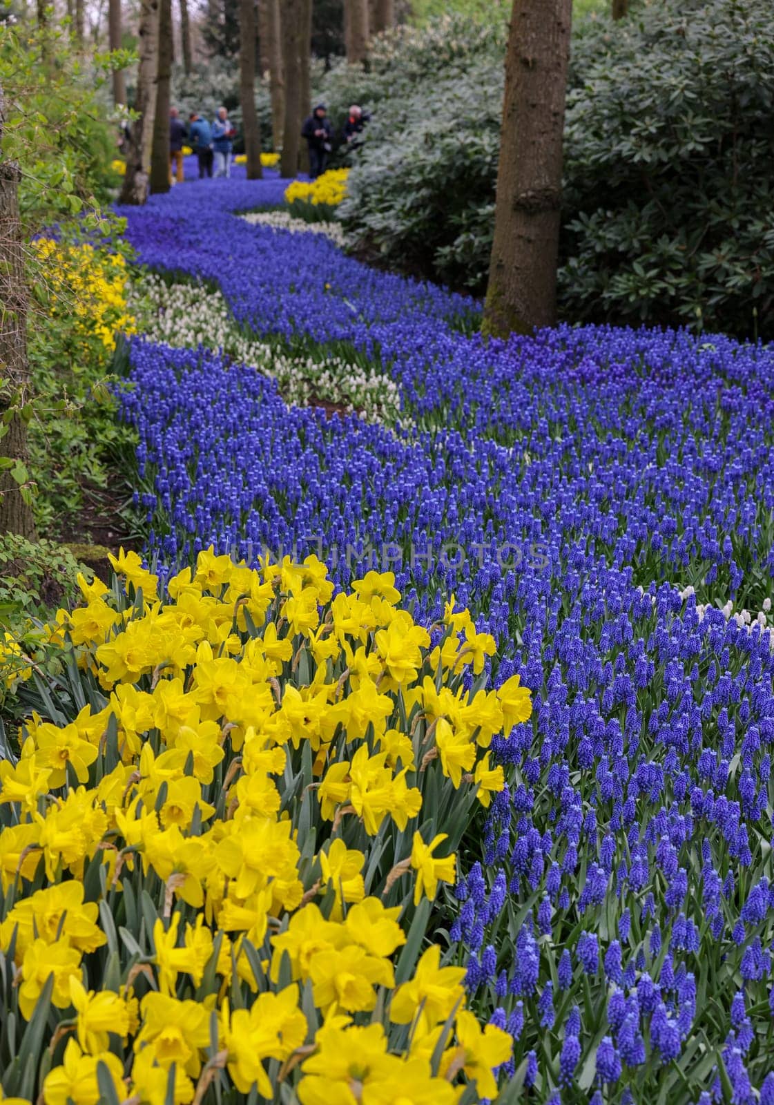 Keukenhof, Lisse Netherlands - April 18, 2023: Yellow daffodils and blue muscari flowers blooming in the Keukenhof Garden in Lisse, Holland, Netherlands.