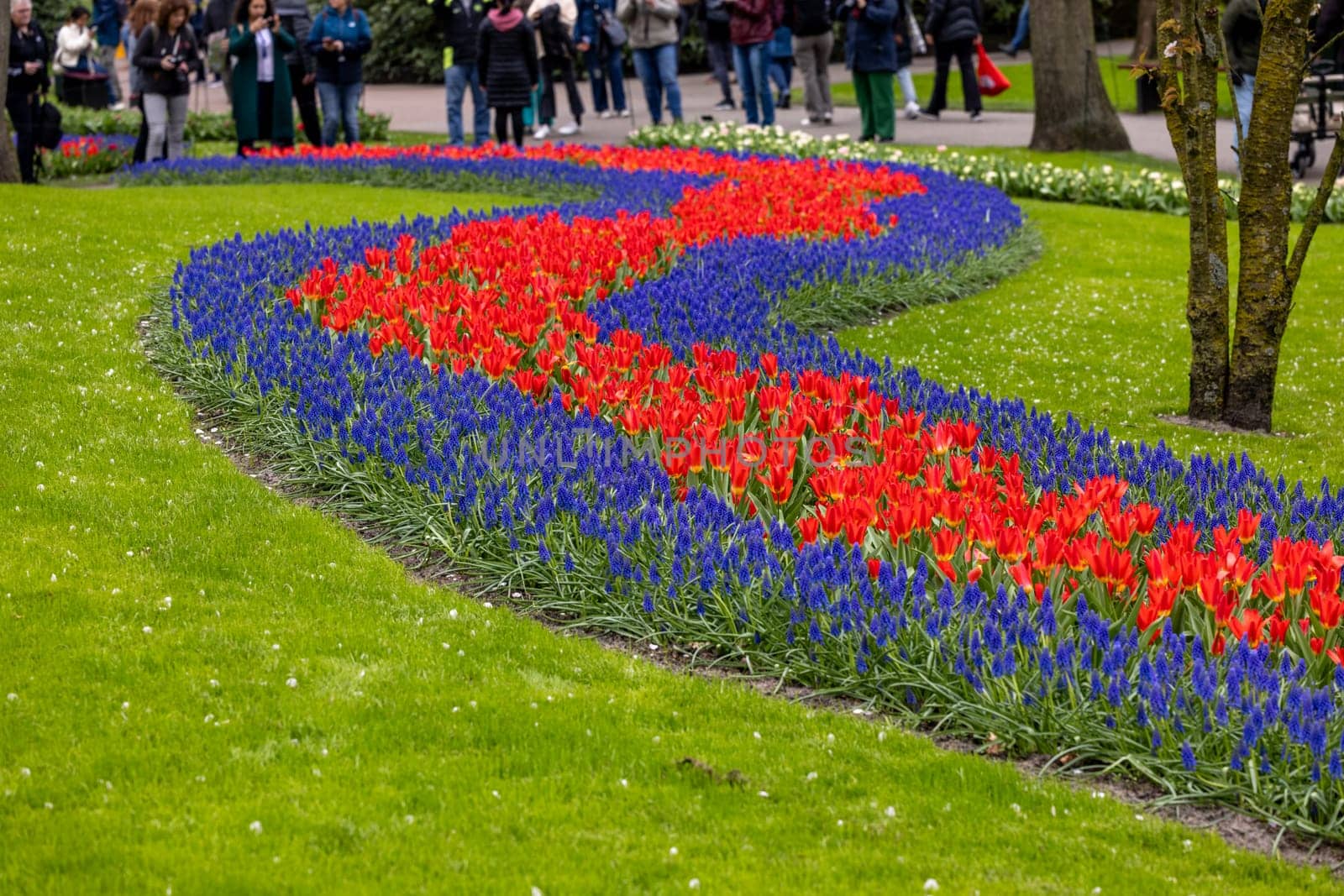 Keukenhof, Lisse Netherlands - April 18, 2023: Red Tulips and blue muscari flowers blooming in the Keukenhof Garden in Lisse, Holland, Netherlands.