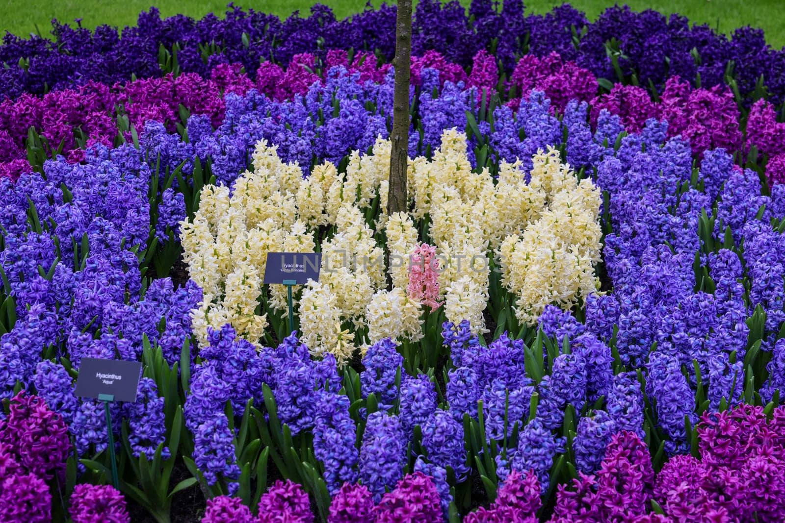 Keukenhof, Lisse Netherlands - April 18, 2023: Colorful hyacinths blooming in the Keukenhof Garden in Lisse, Holland, Netherlands.