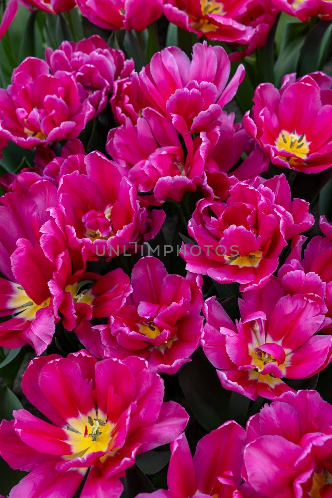 Red tulip called Supri Candy, Triumph group. Tulips are divided into groups that are defined by their flower features