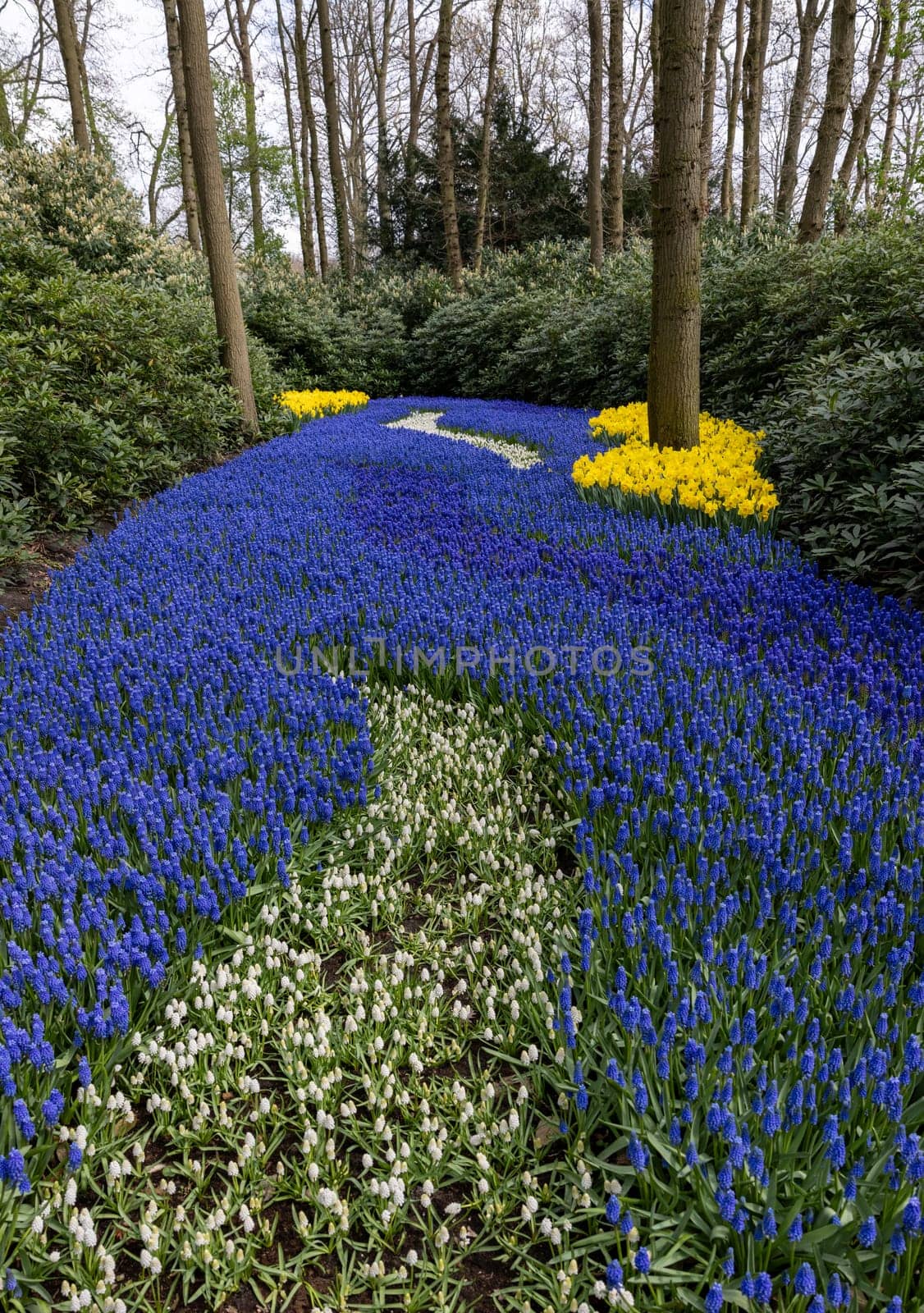 Yellow daffodils and blue muscari flowers blooming in the Keukenhof Garden in Lisse, Holland, Netherlands.