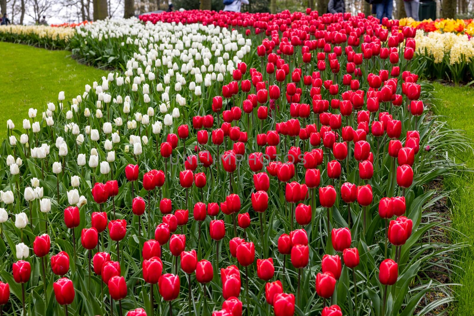 Keukenhof, Lisse Netherlands - April 18, 2023: Red and white tulips in the Keukenhof Garden in Lisse, Holland, Netherlands.