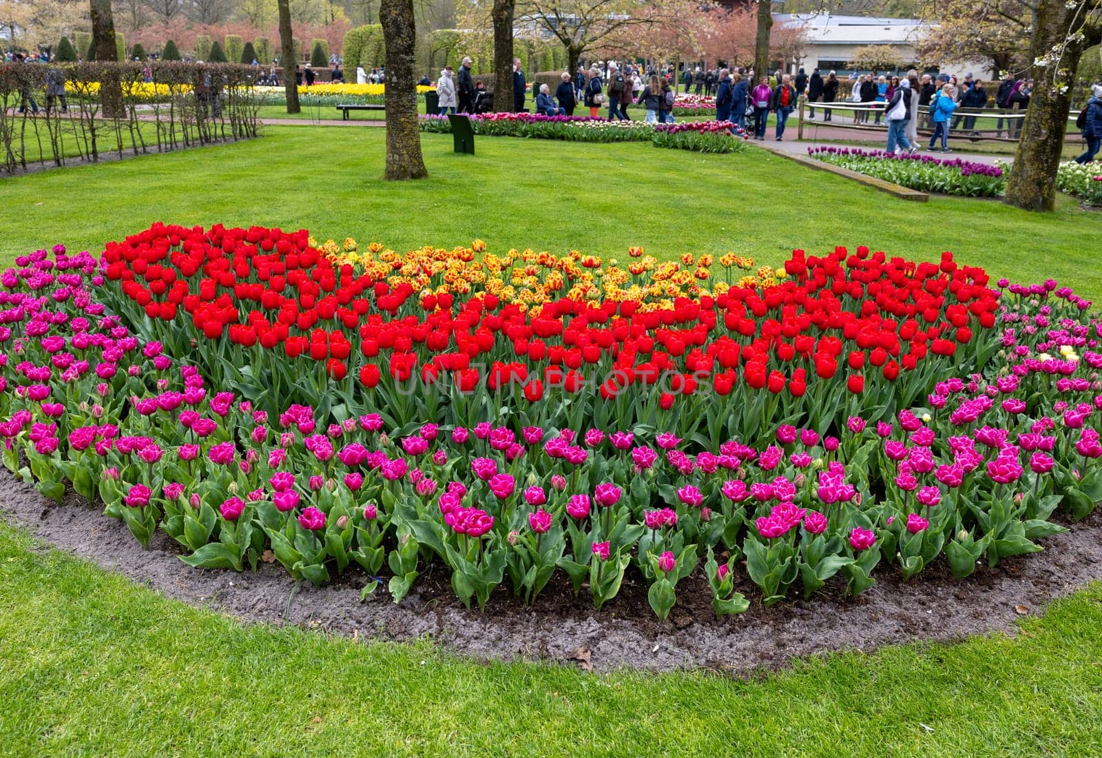 Keukenhof, Lisse Netherlands - April 18, 2023: Colorful tulips in the Keukenhof Garden in Lisse, Holland, Netherlands.