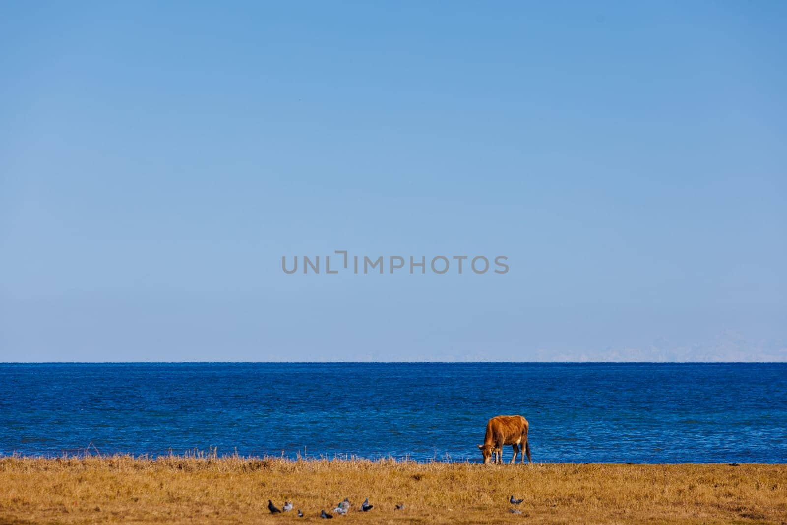 A brown cow peacefully grazes on the coastal field, surrounded by oceanic landforms.