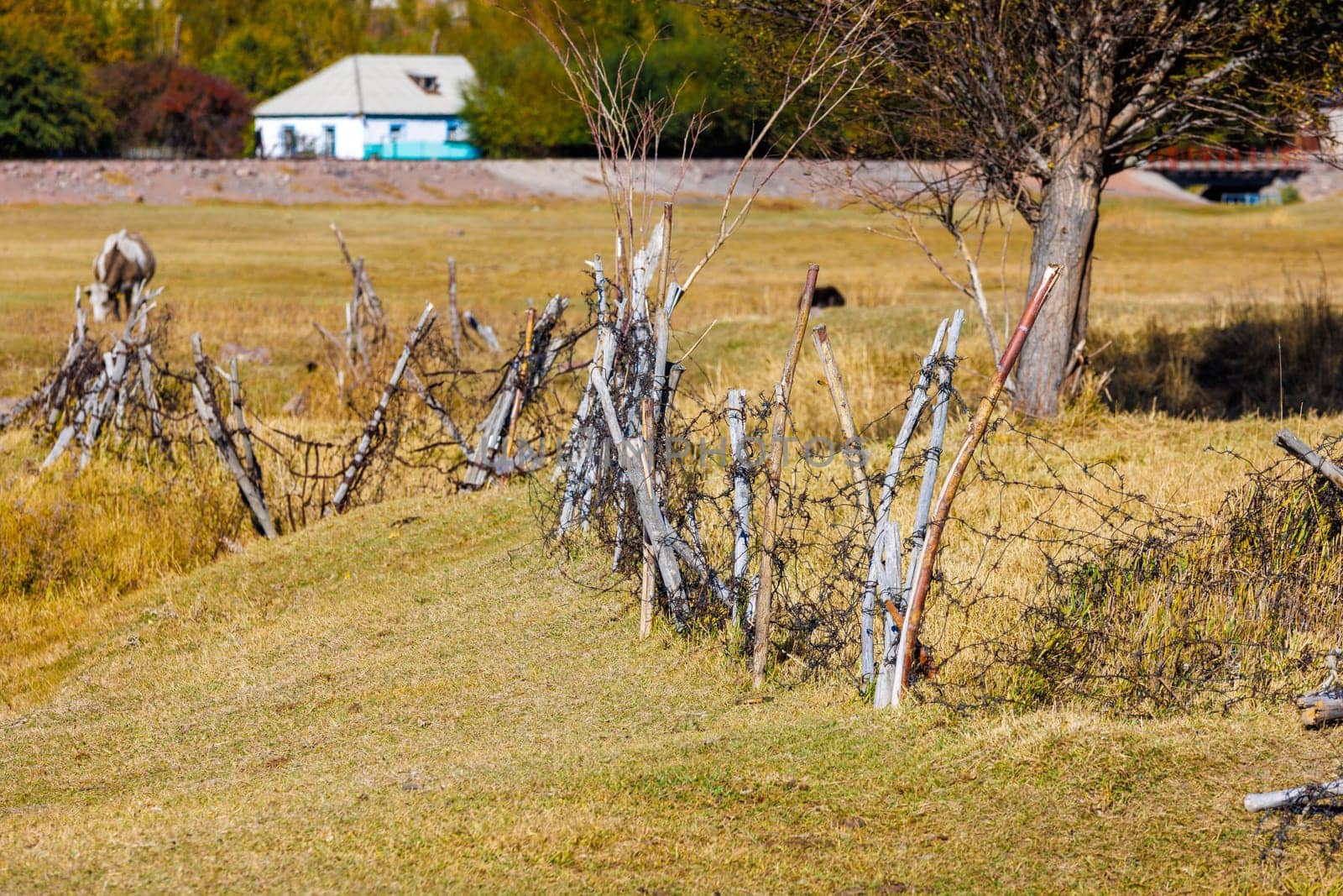 Old barbed wire fence with old sticks in a grassy meadow with a house in the background at sunny autumn day, closeup with selective focus.