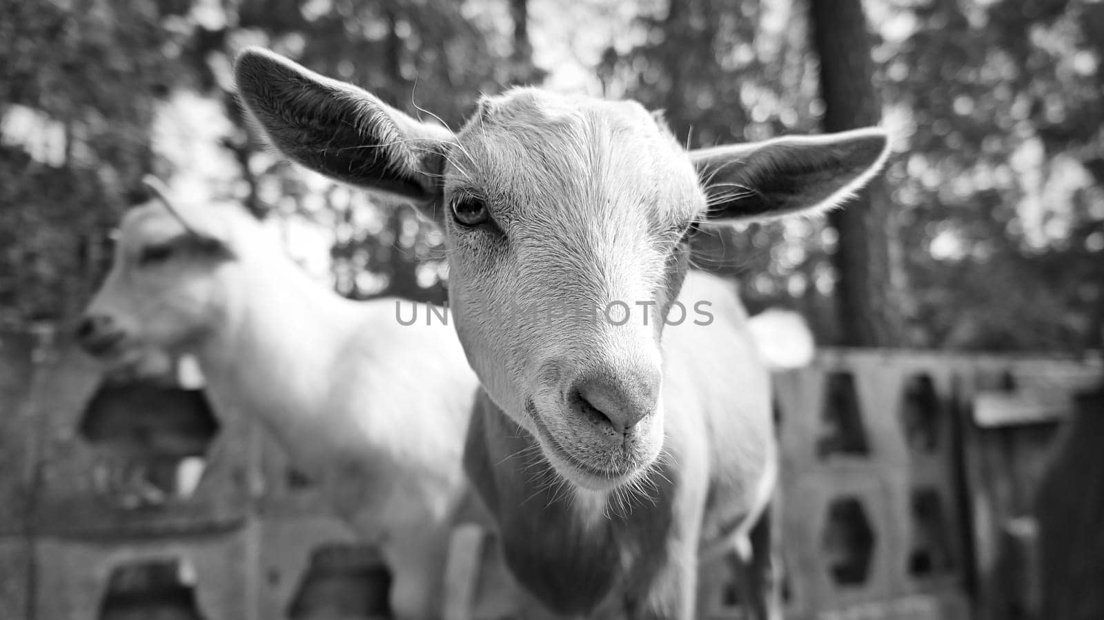 Portrait of a goat in black and white. Funny animal photo. Farm animal on the farm. Close-up animal photo