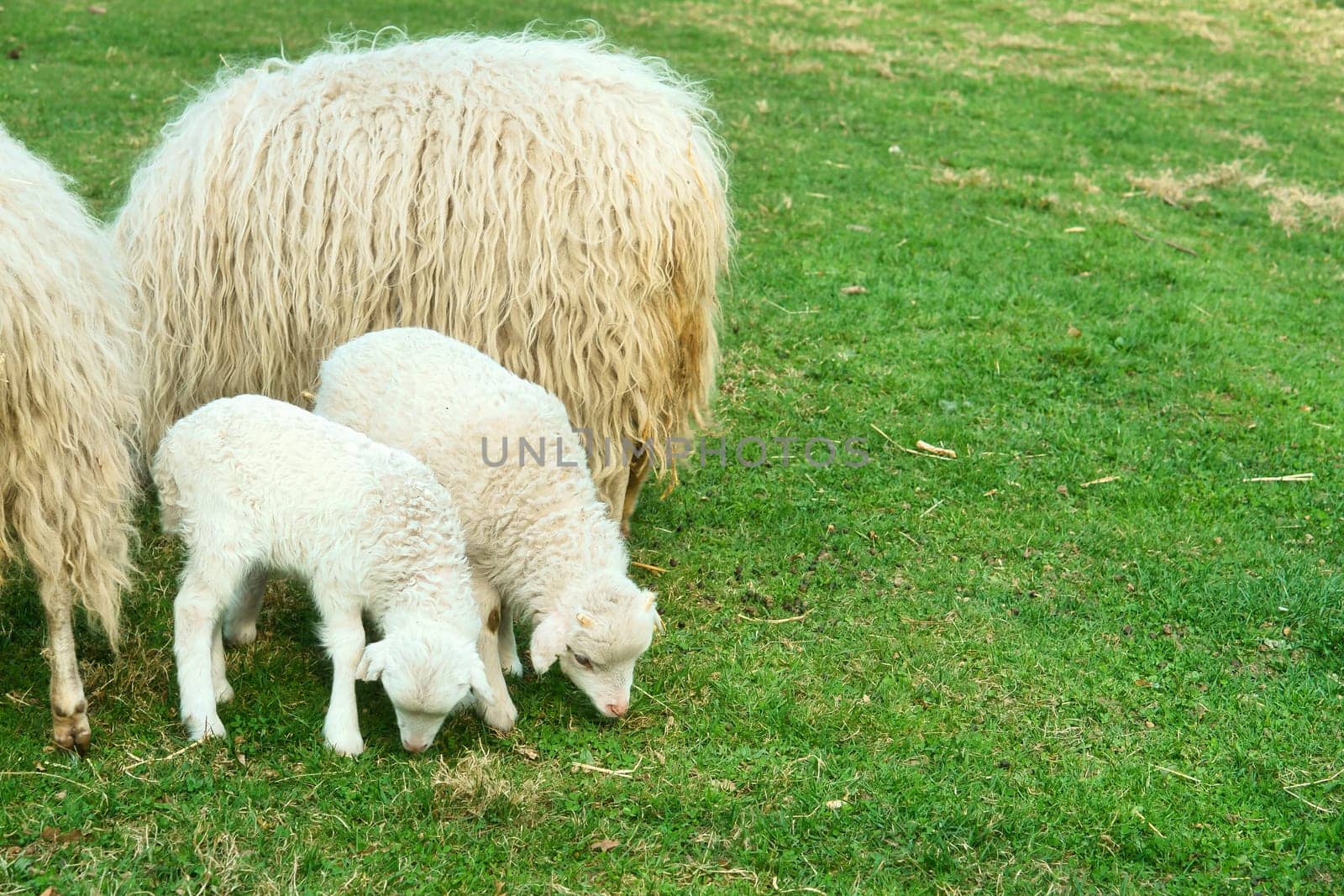 Easter lambs with their mother on a green meadow. White wool on farm animal on a farm. Animal photo of a mammal