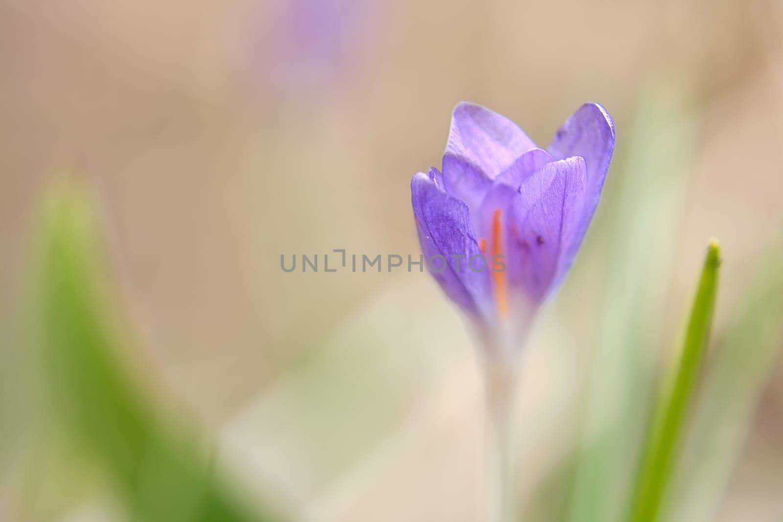 Single crocus flower delicately depicted in soft warm light. Spring flowers that herald spring. Flowers picture