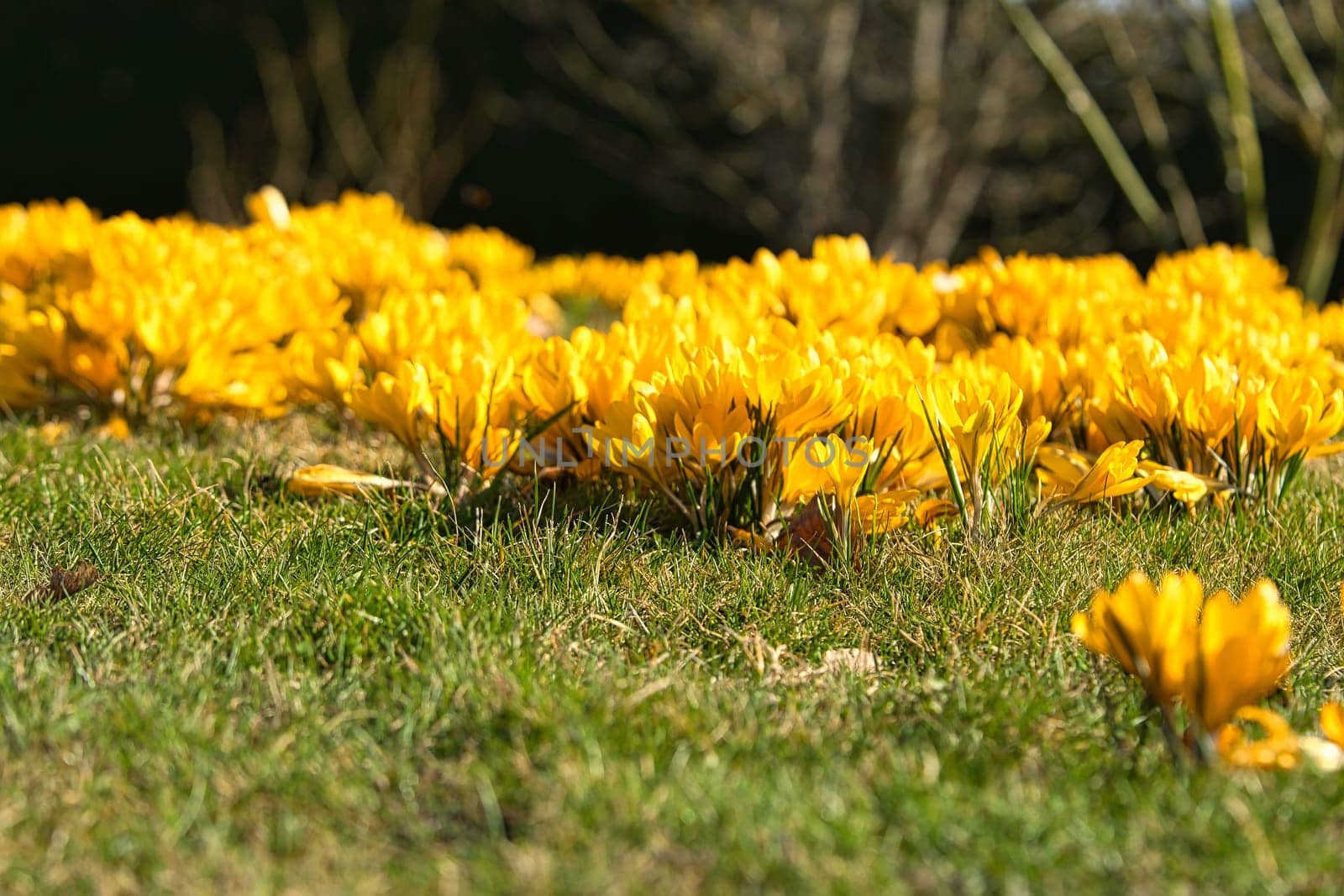 Crocuses in a meadow in soft warm light. Spring flowers that herald spring. Flowers picture