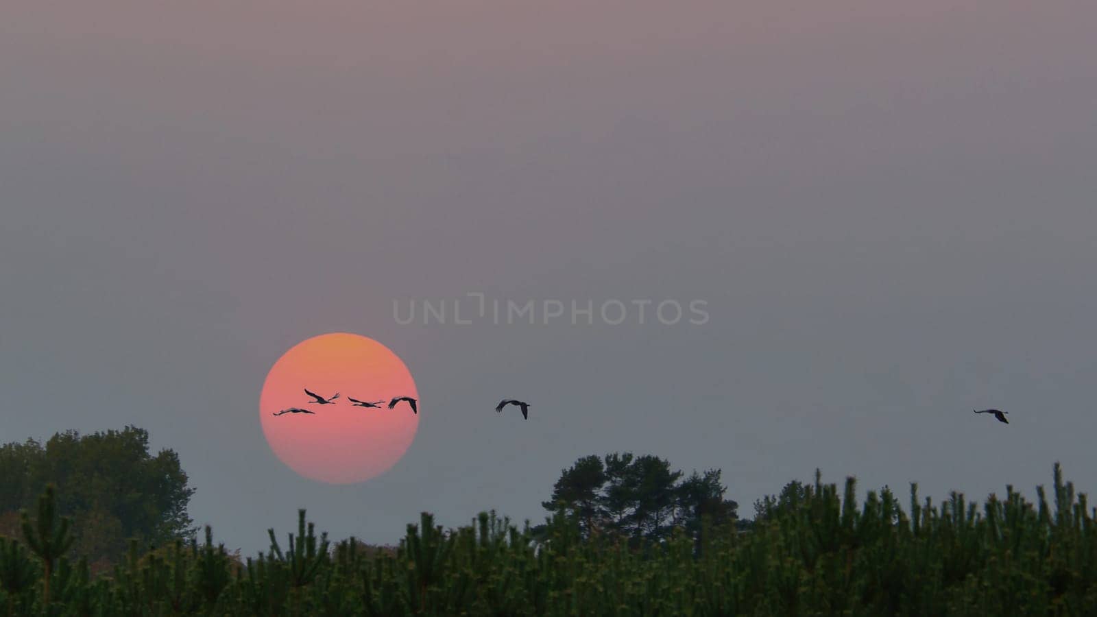 Cranes flying over trees in a forest. The moon in the sky. Migratory birds in front of the moon. Animal photo of birds from nature at the Baltic Sea.
