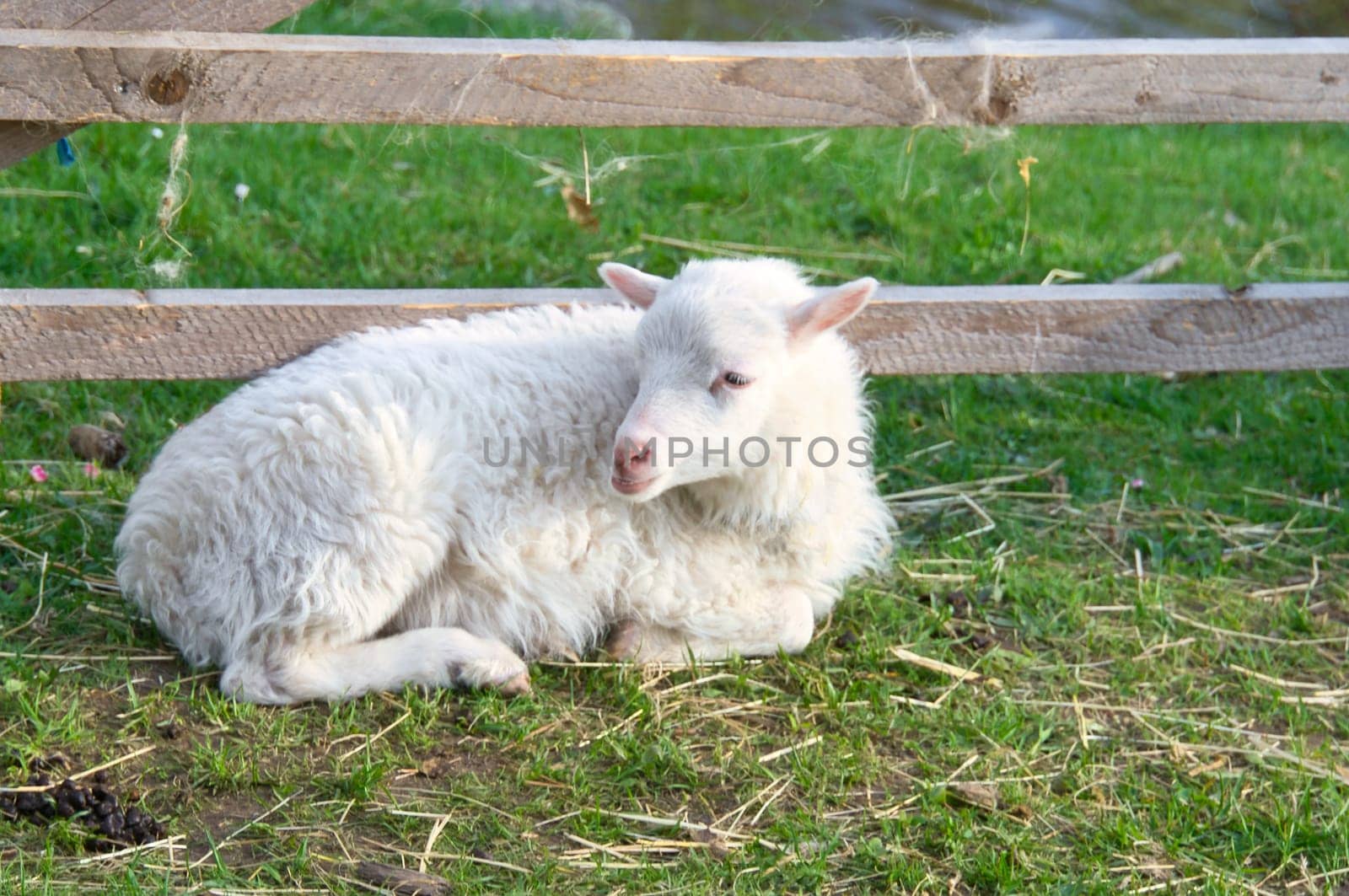 Easter lamb lying on a green meadow. White wool on a farm animal on a farm. Animal photo of a mammal