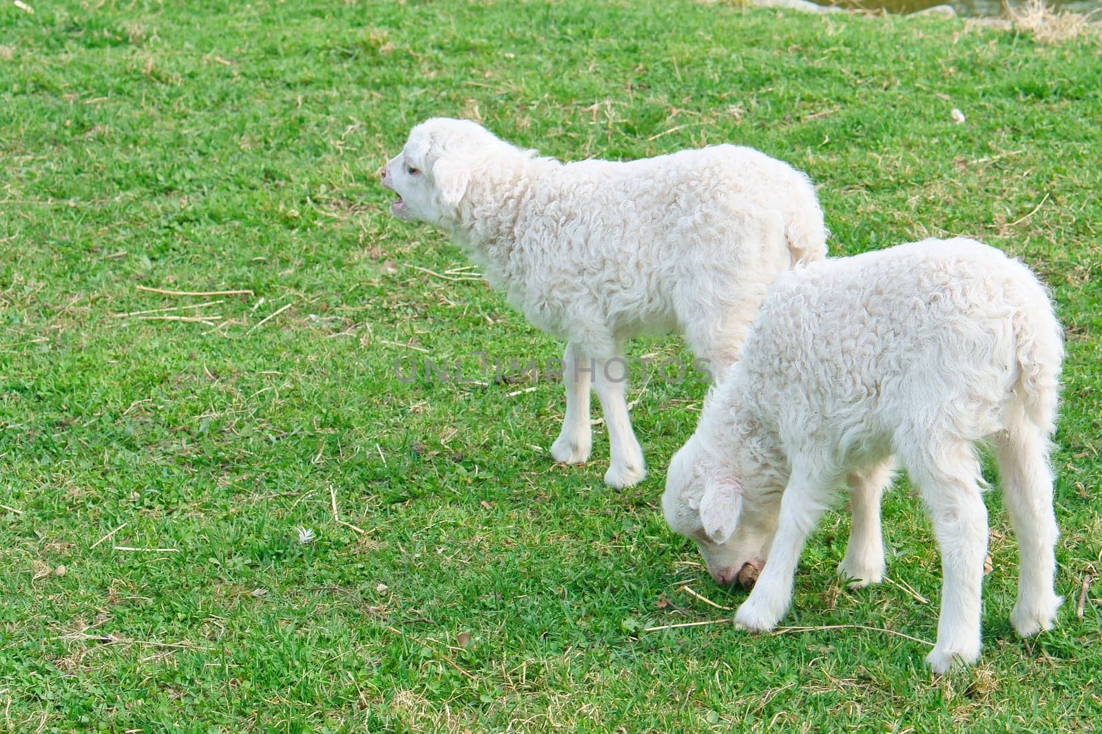 Easter lambs on a green meadow. White wool on a farm animal on a farm. Animal photo of a mammal