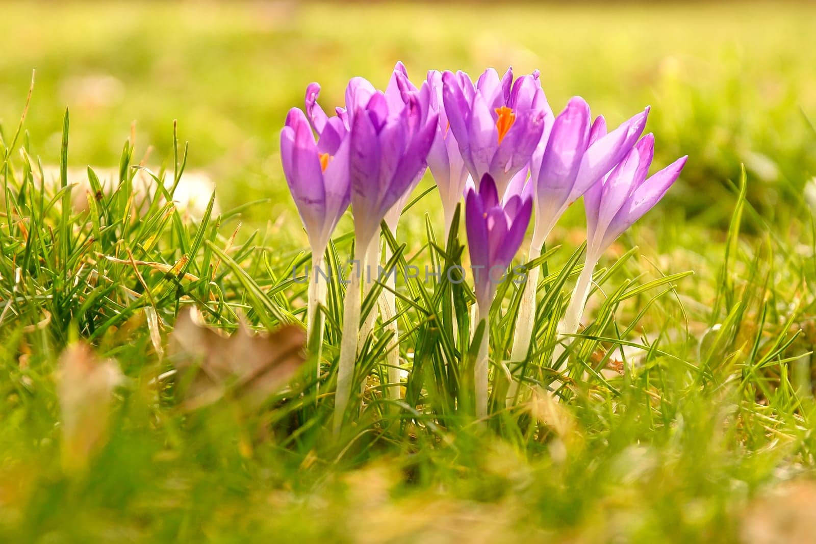 Crocuses in a meadow in soft warm light. Spring flowers that herald spring. Flowers picture
