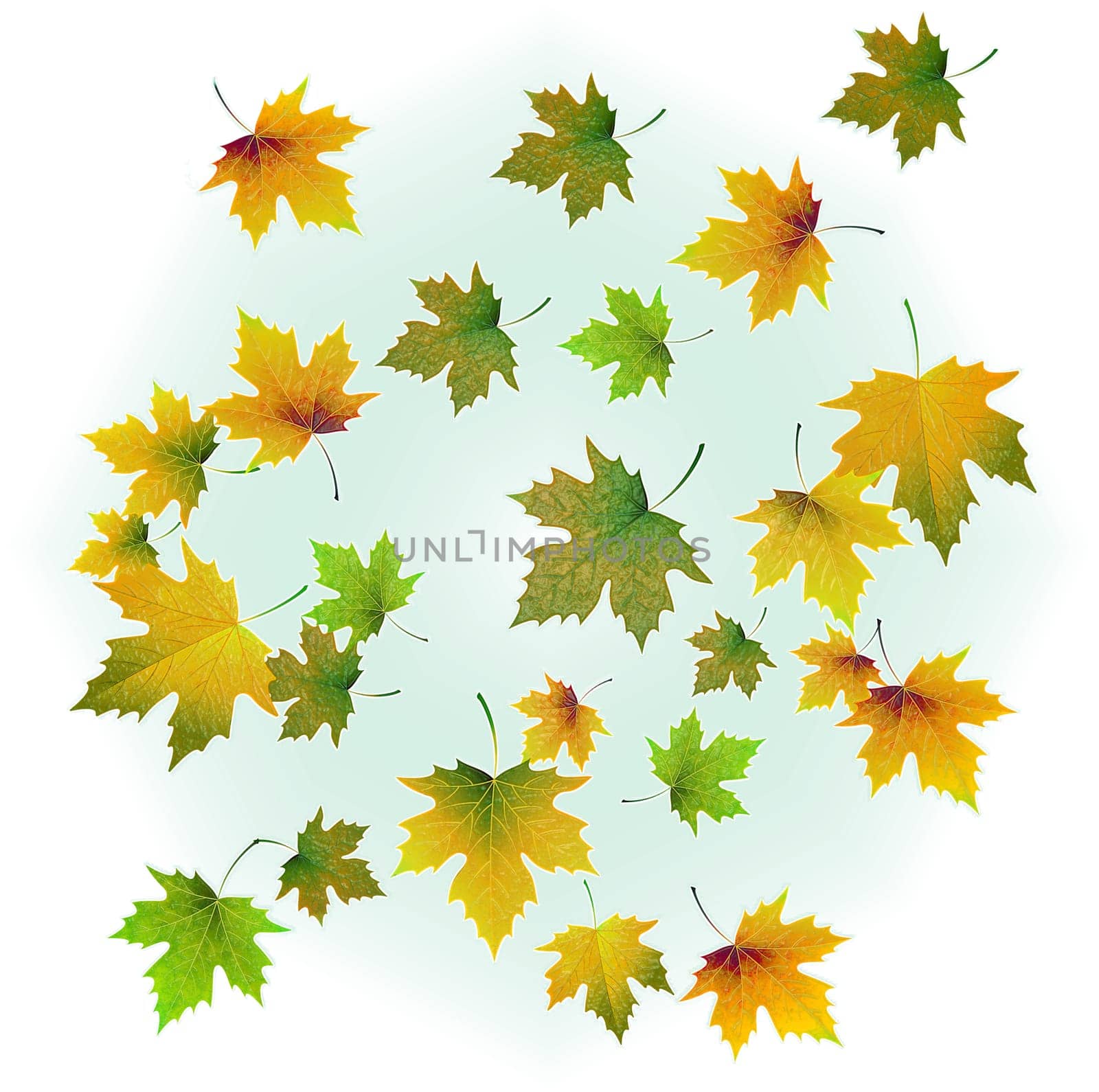 Yellow-green autumn maple leaves with gloss on a white background and with a green tint in the center