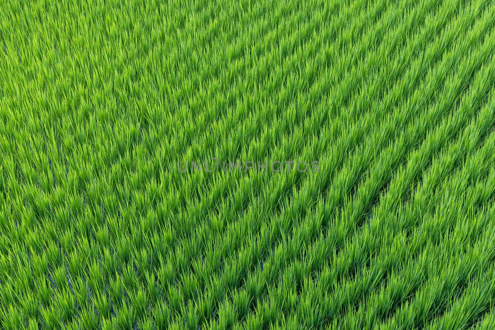 Rice field in Taitung of Taiwan
