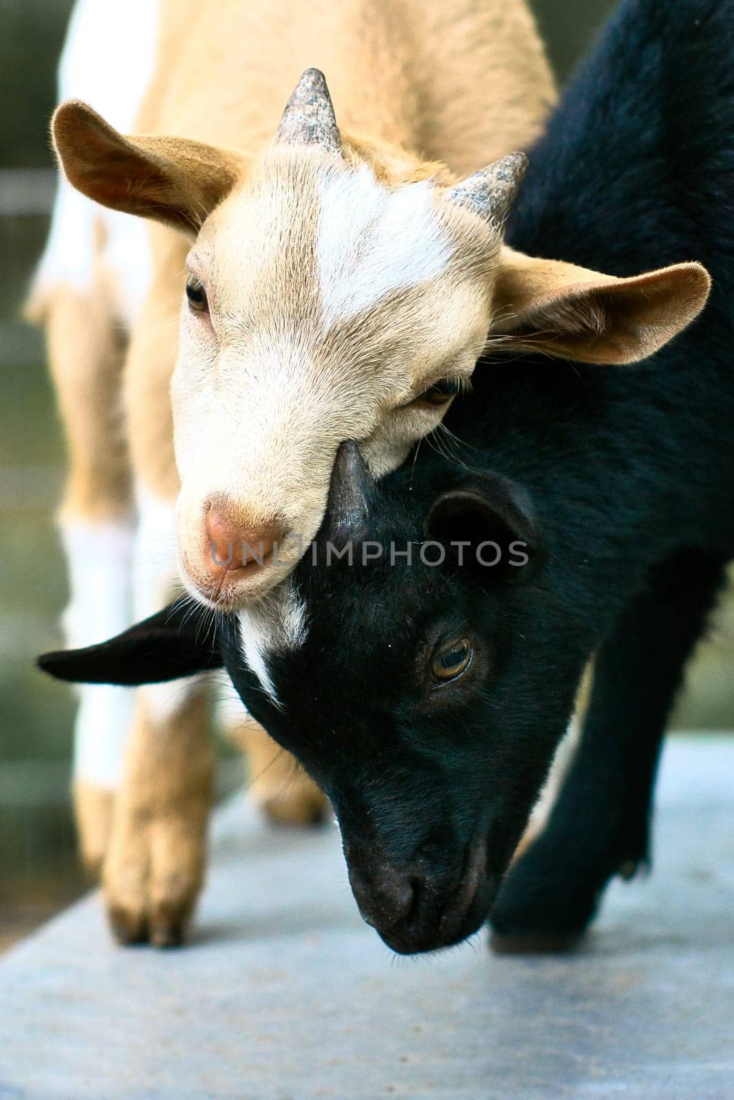 Goats playing with each other. Funny animal photo. Farm animal on the farm. Close-up animal photo