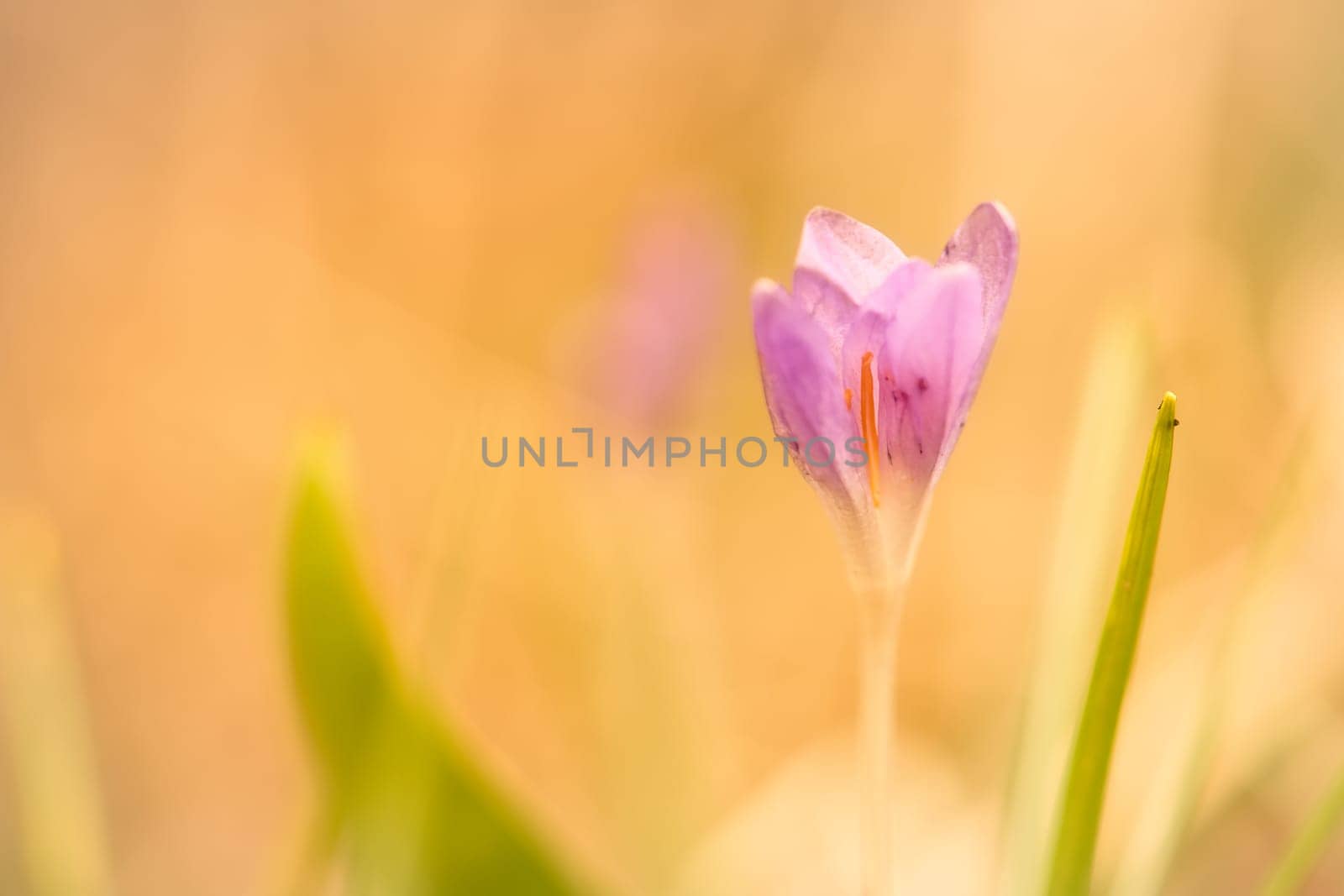 Single crocus flower delicately depicted in soft warm light. Spring flowers that herald spring. Flowers picture