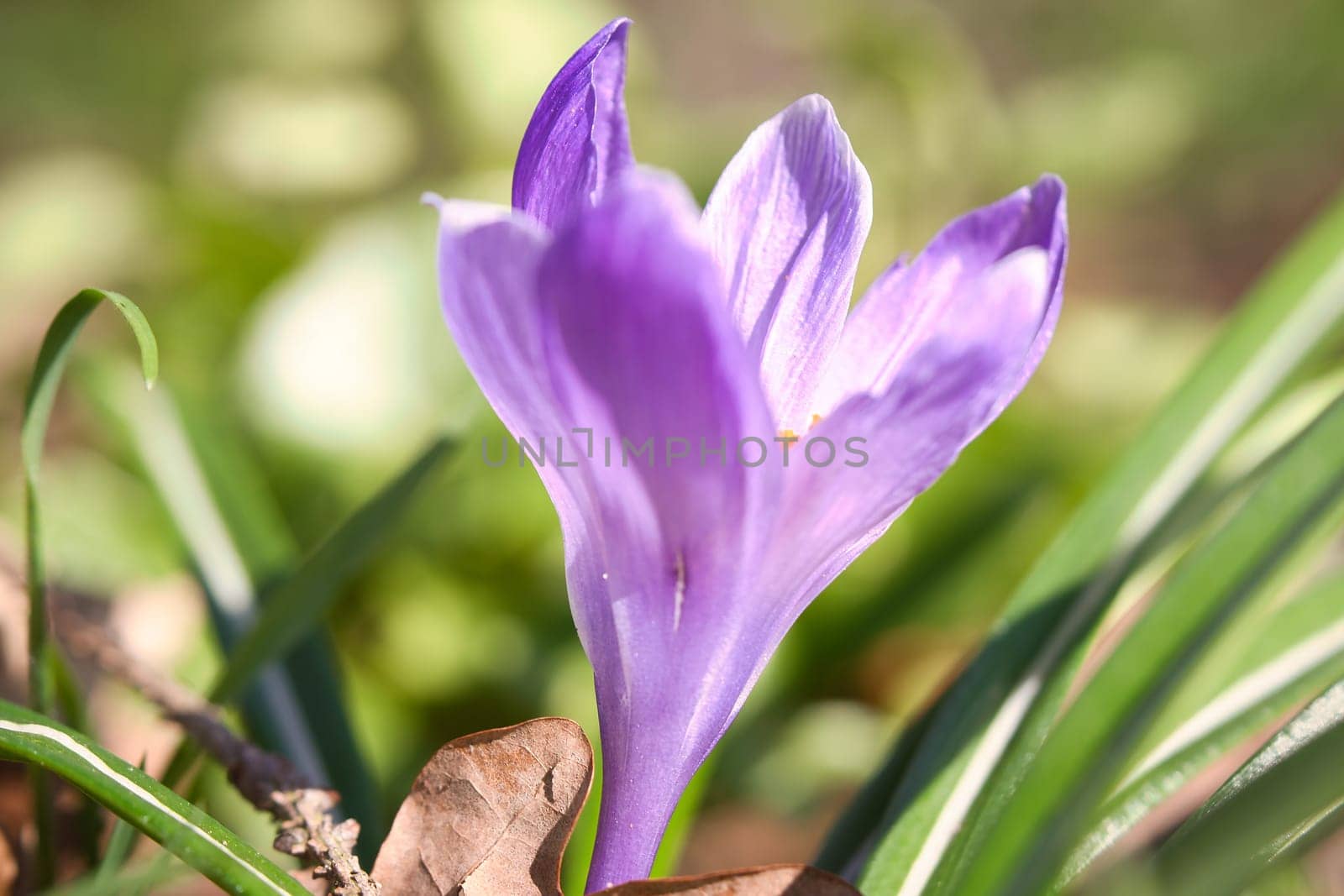 Single crocus flower in a meadow in soft warm light. Spring flowers that herald spring. Flowers picture