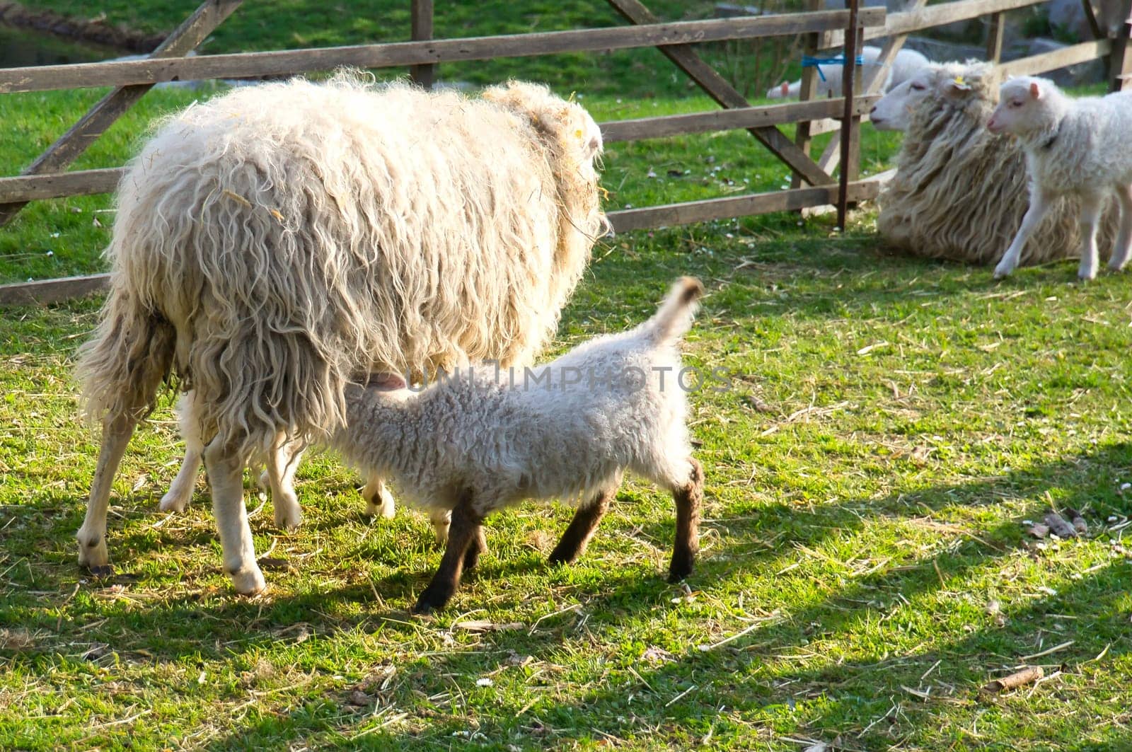 Easter lamb drinks with his mother in a green meadow. Baby farm animal on a farm. Animal photo