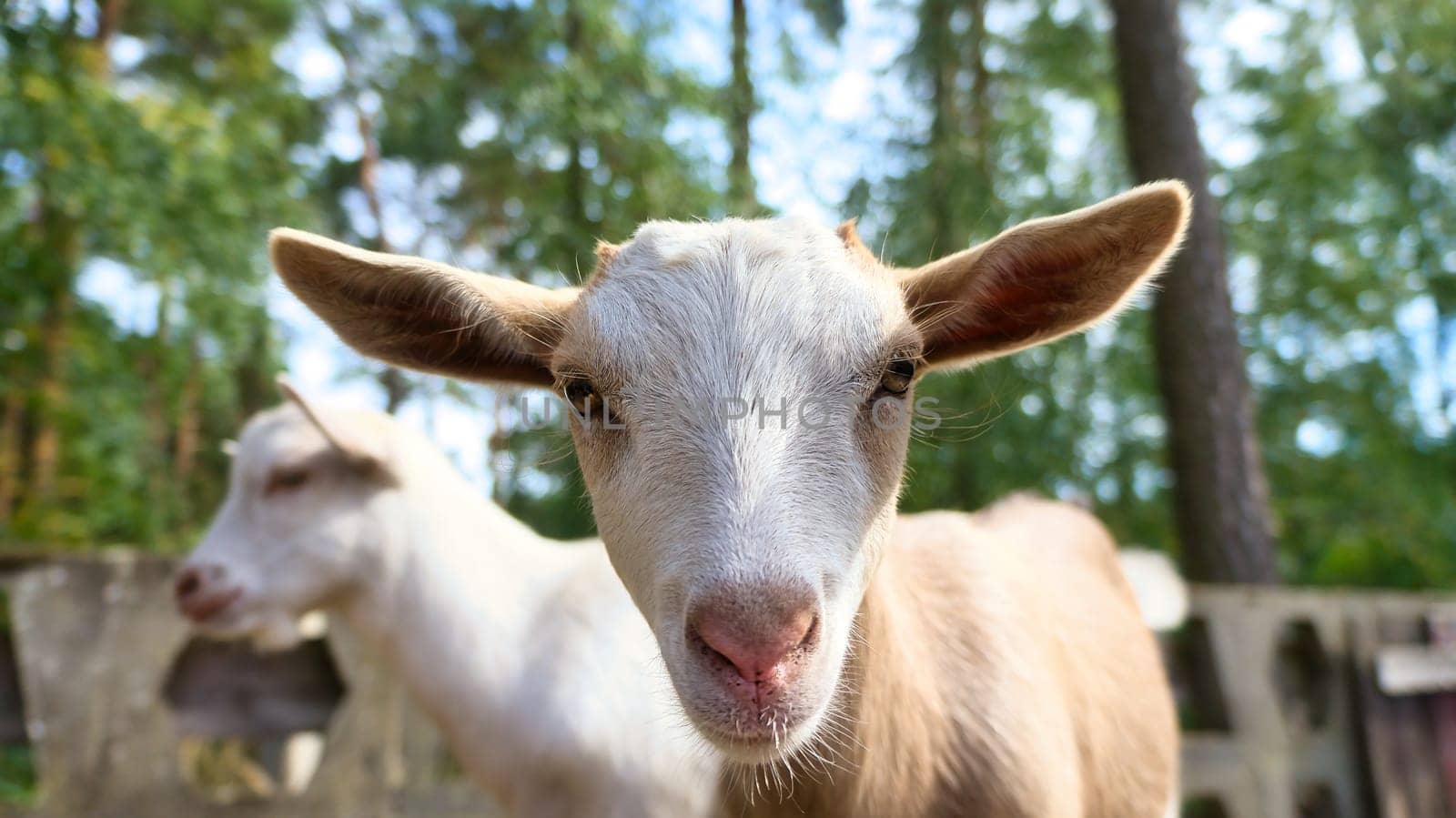 Portrait of a goat. Funny animal photo. Farm animal on the farm. Close-up animal photo