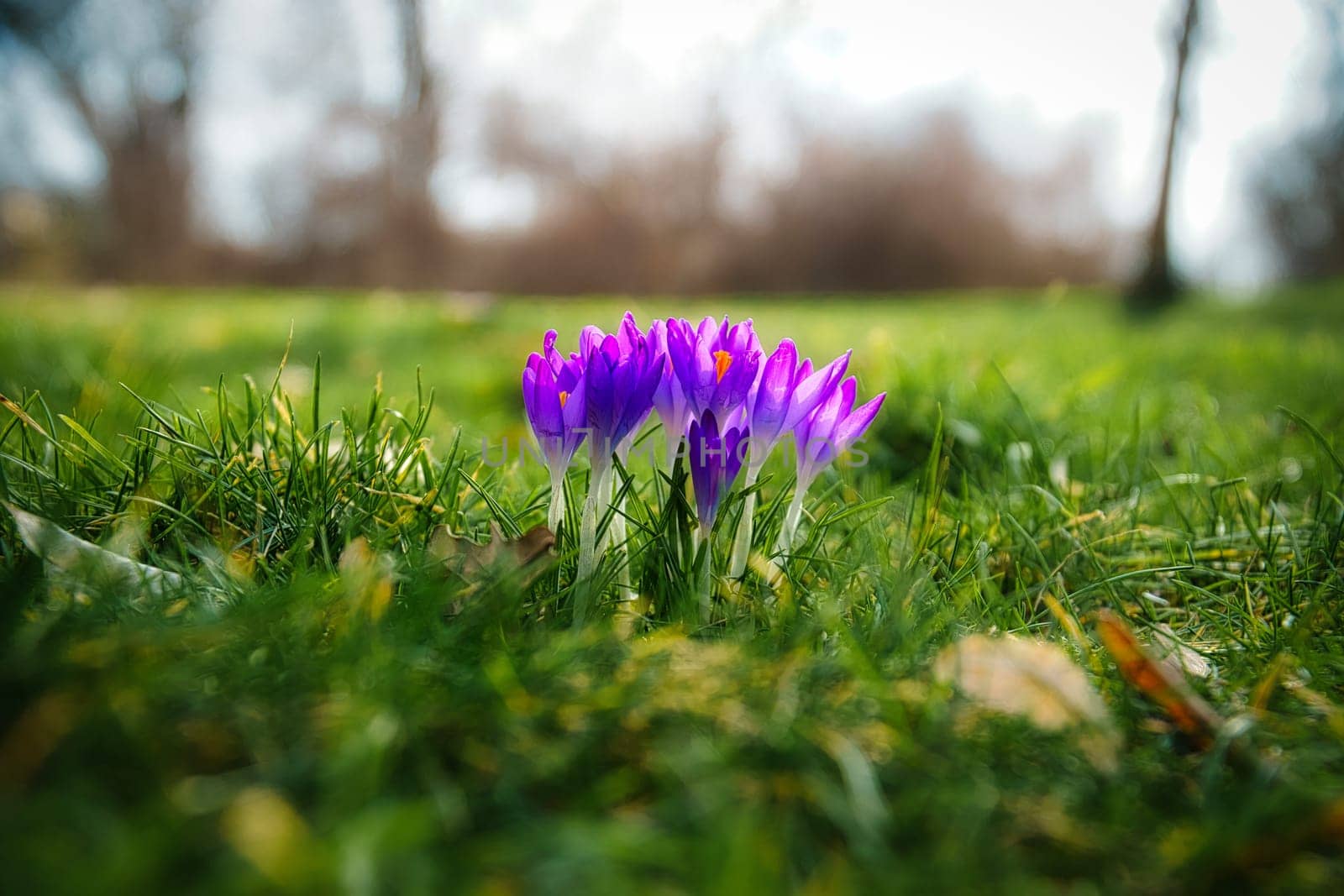 Crocuses in a meadow in soft warm light. Spring flowers that herald spring. Flowers picture