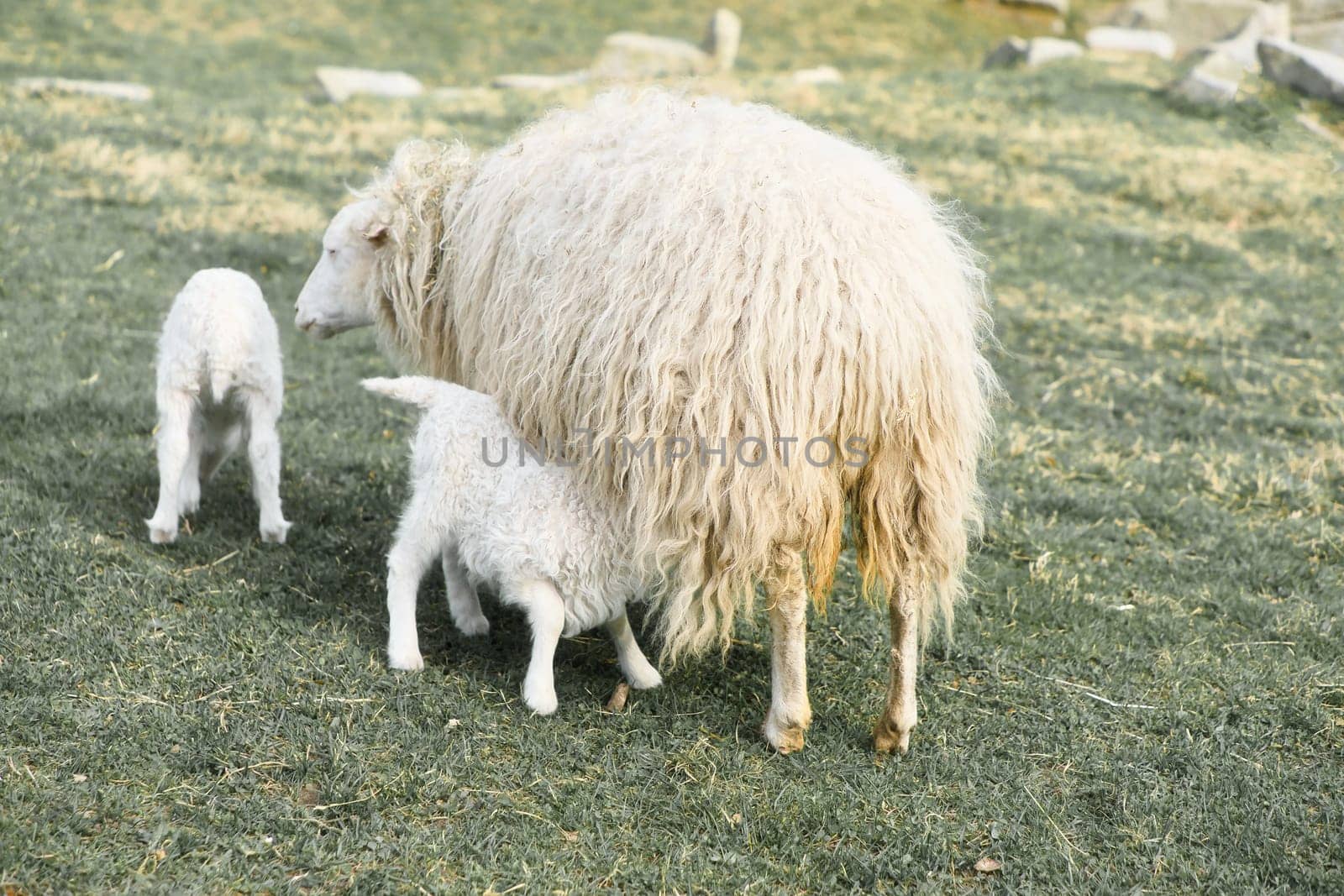 Easter lamb drinks with his mother in a green meadow. Baby farm animal on a farm. Animal photo