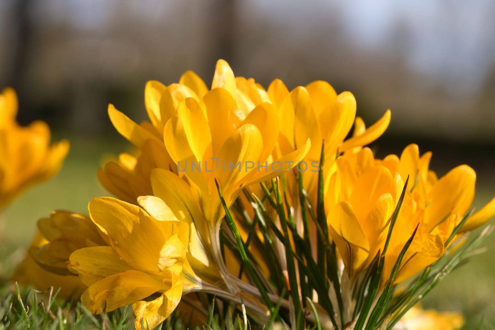Crocuses in a meadow in soft warm light. Spring flowers that herald spring. Flowers picture