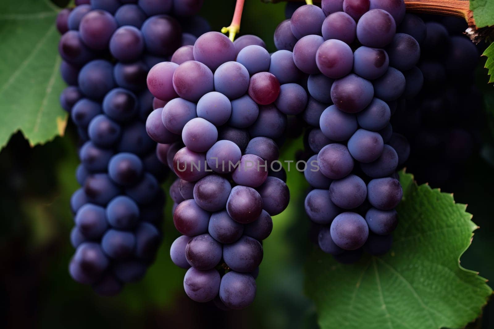 A cluster of purple grapes on a vine