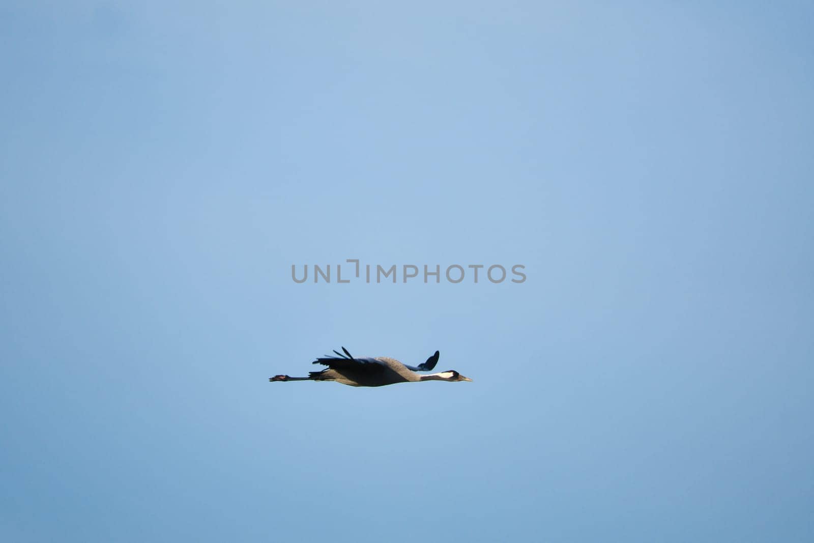 Cranes fly in the blue sky. Migratory birds on the Darss. Wildlife photo from nature in Germany