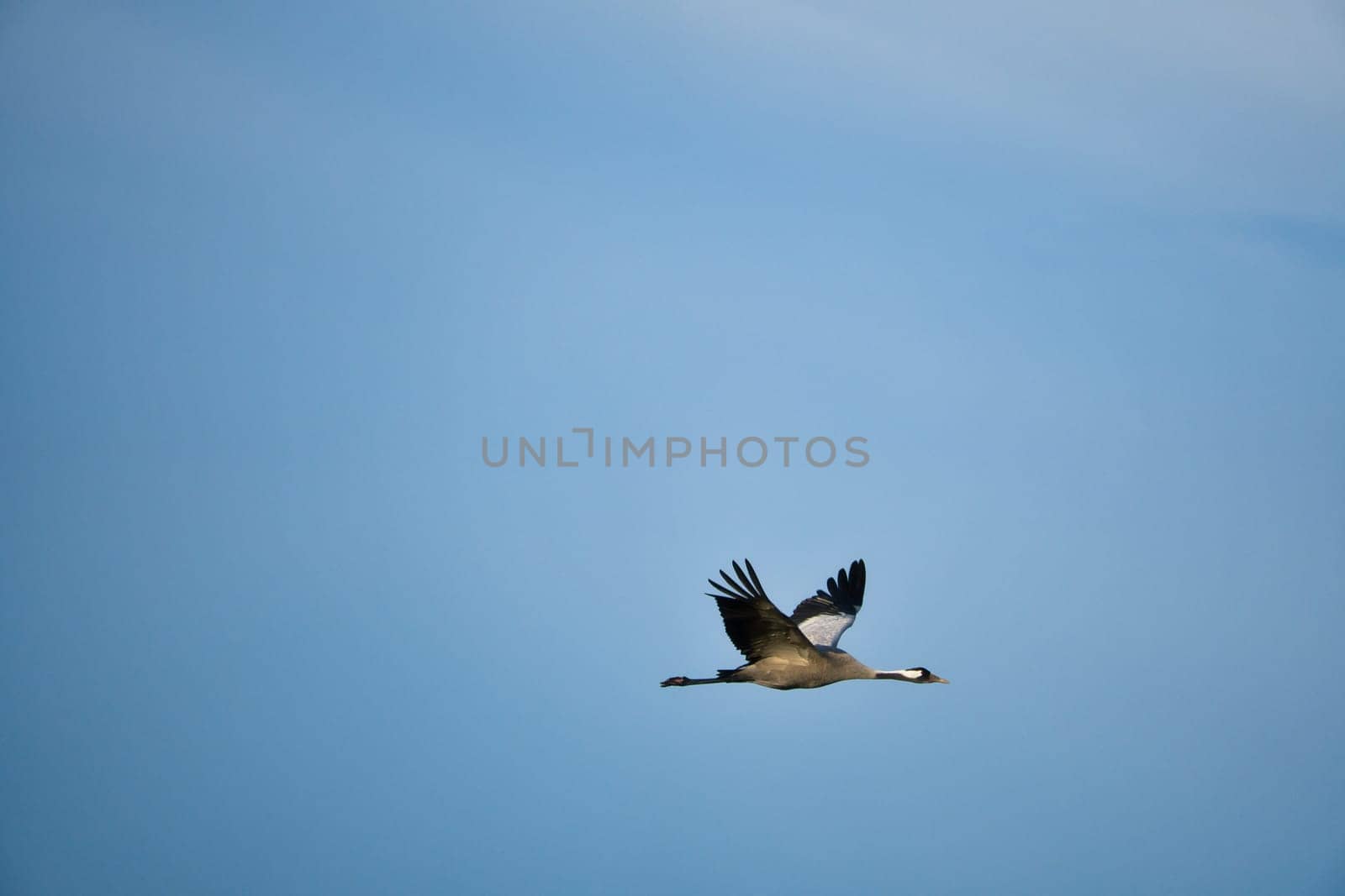 Cranes fly in the blue sky. Migratory birds on the Darss. Wildlife photo from nature in Germany