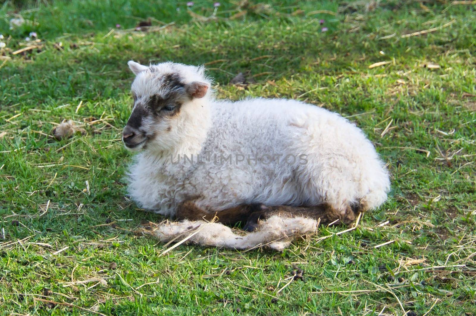 Easter lamb lying on a green meadow. White wool on a farm animal on a farm. Animal photo of a mammal