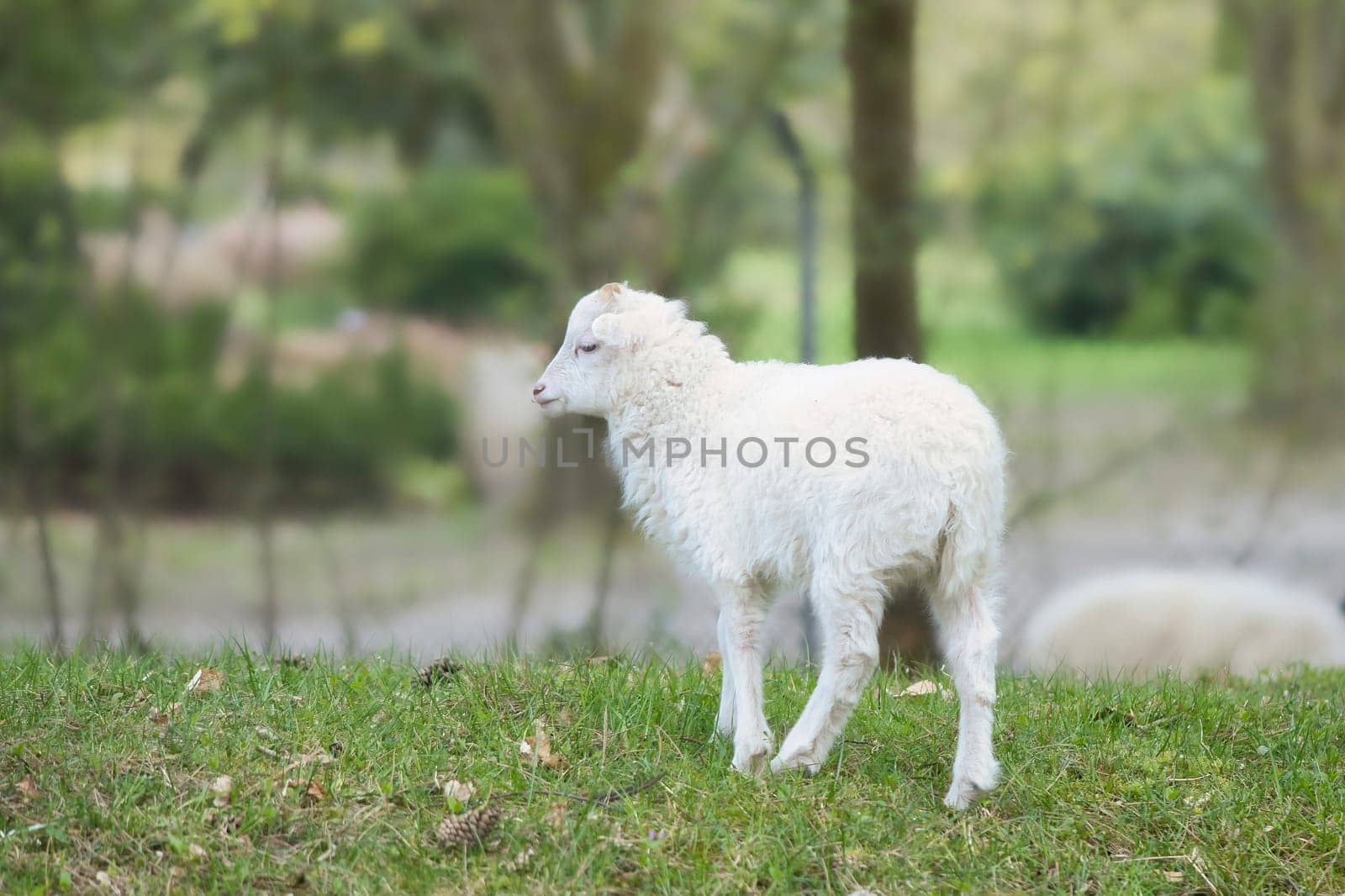 Easter lamb standing on a green meadow. White wool on a farm animal on a farm. Animal photo