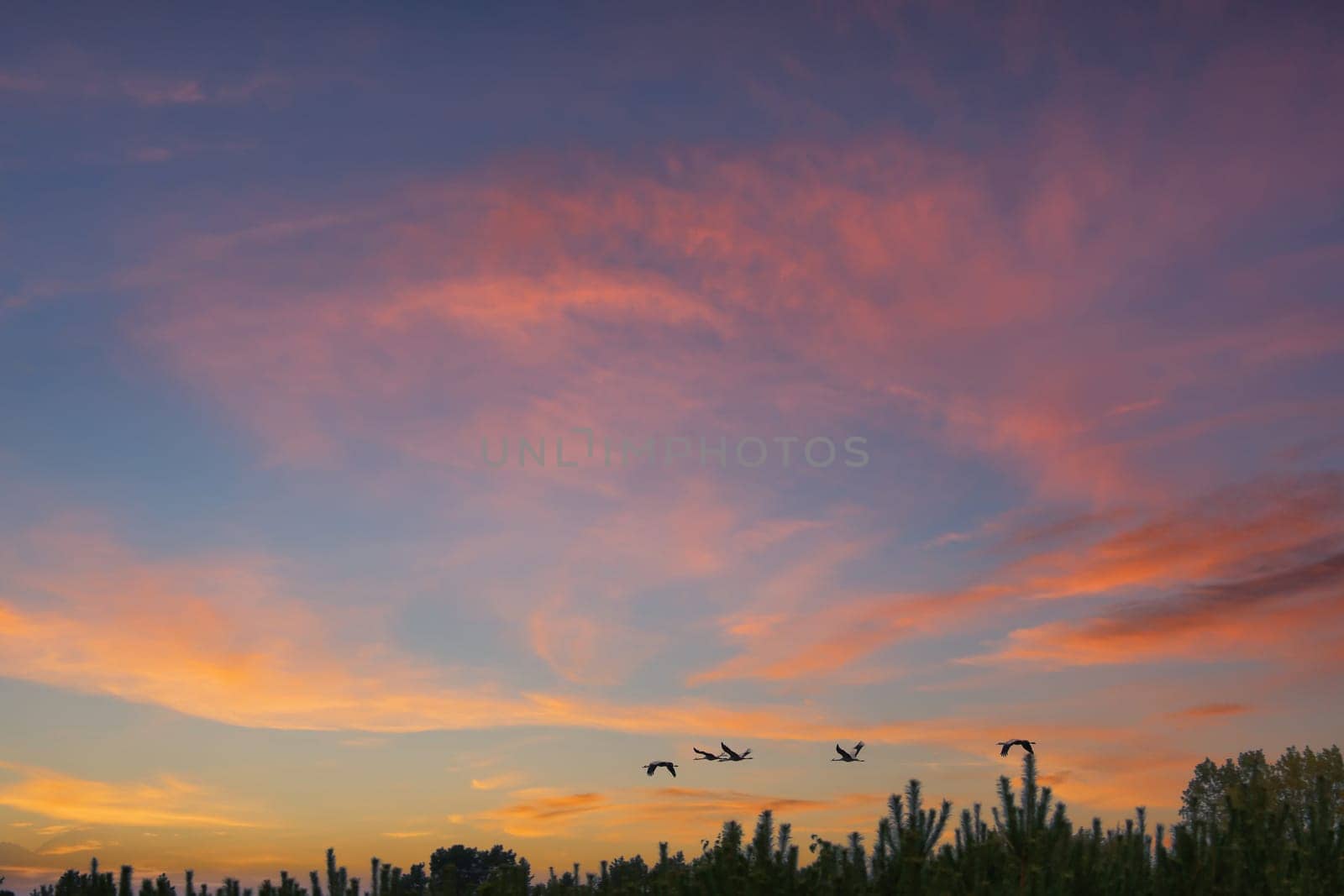 Cranes fly over trees in a forest at sunset. Migratory birds on the Darss. Wildlife photo of birds from nature at the Baltic Sea.