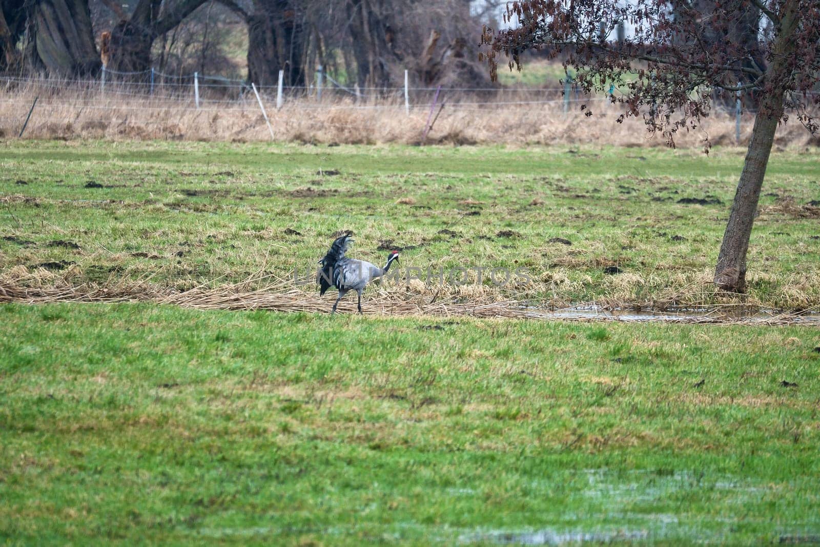 Cranes on a damp meadow. Wild birds foraging in the wild. Migratory birds in Germany