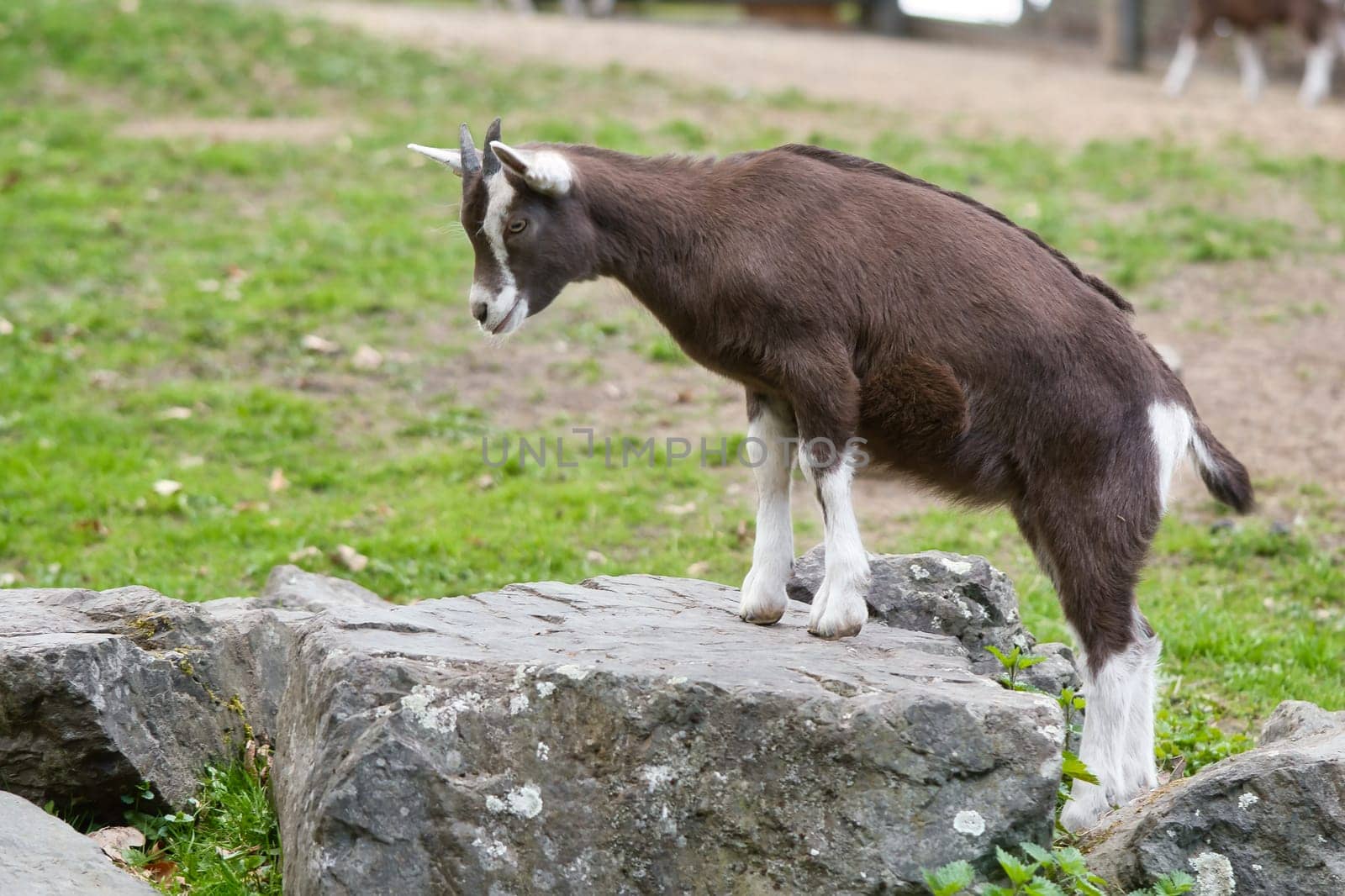 Brown goat climbs onto a stone. Farm animal on the farm. Animal photo