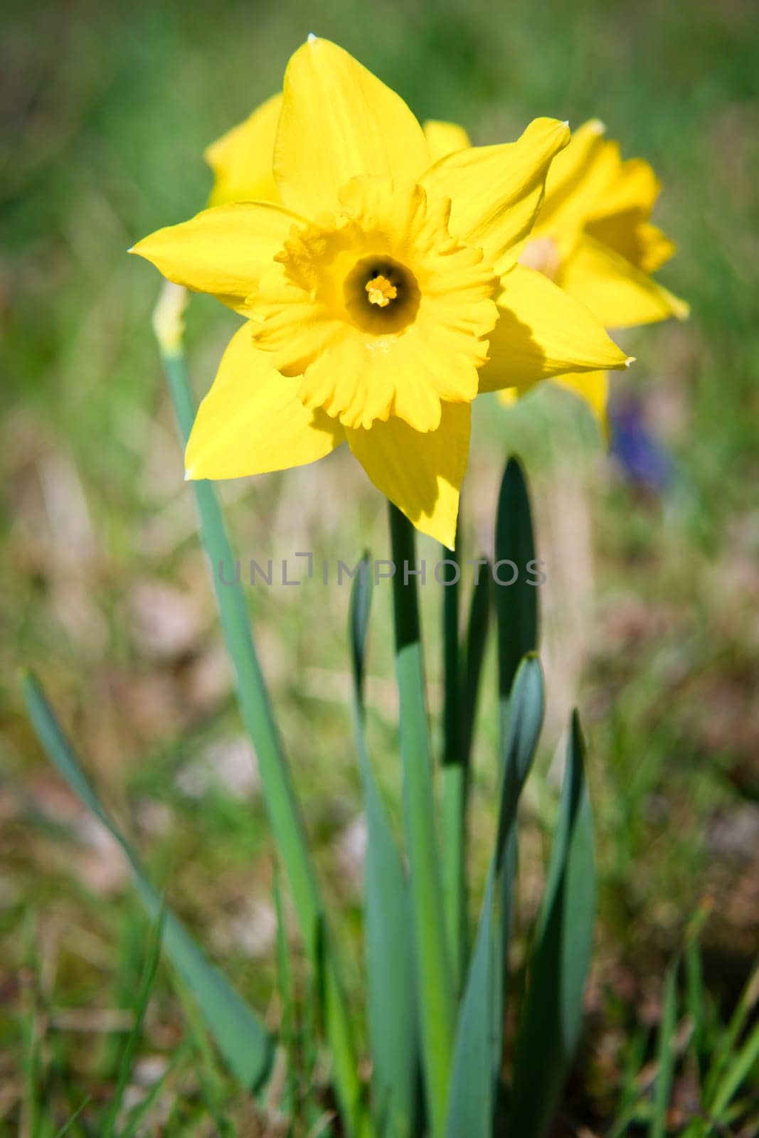 Daffodils at Easter time on a meadow. Yellow flowers shine against the green grass. Early bloomers that announce the spring. Plants photo