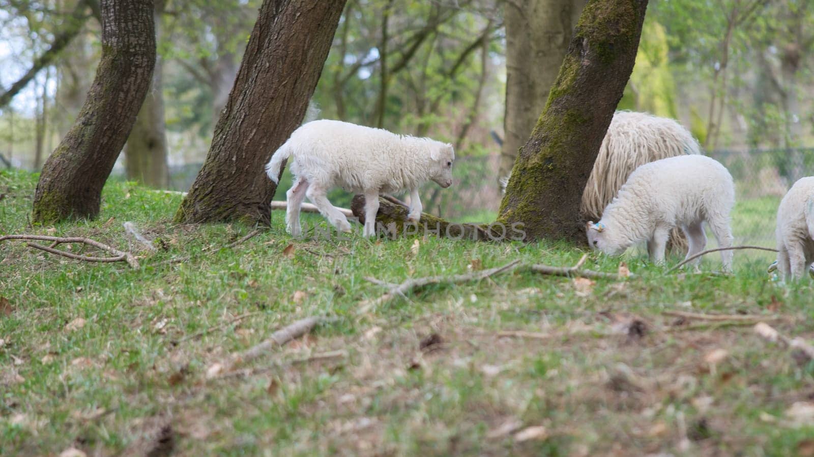 Easter lambs on a green meadow between trees. White wool on a farm animal on a farm. Animal photo of a mammal