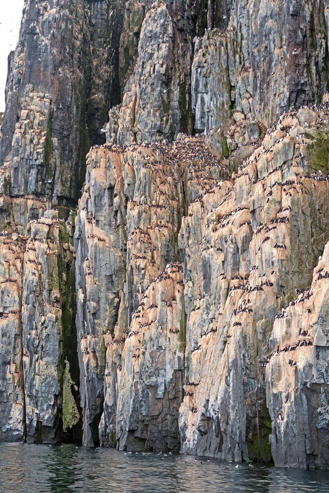 Thousands of Nesting Brunnichs Guillemots on a Ocean Cliff at Alkefjellet in the Svalbard Islands