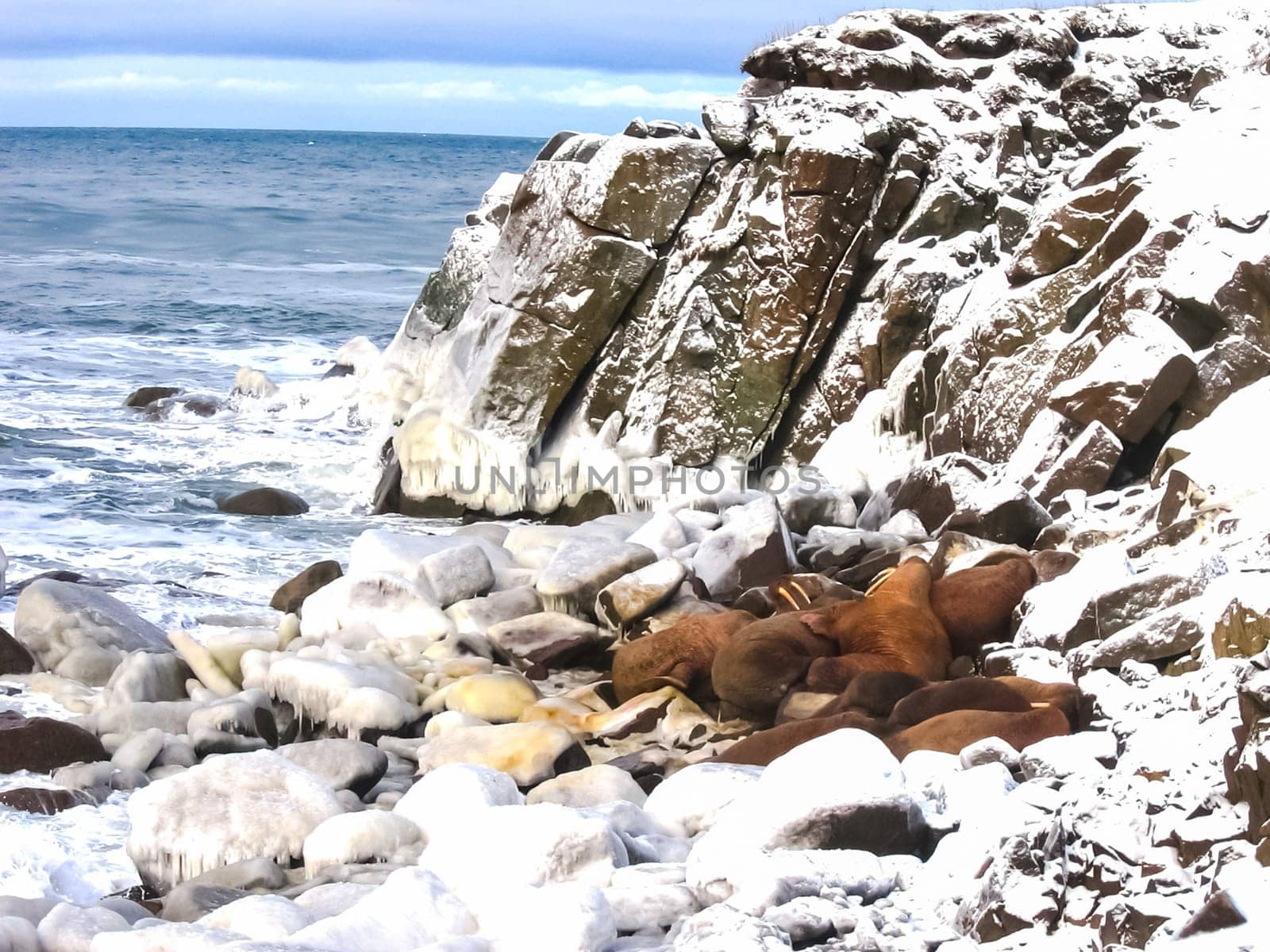 Walrus in the Arctic Ocean, a hunt for locals