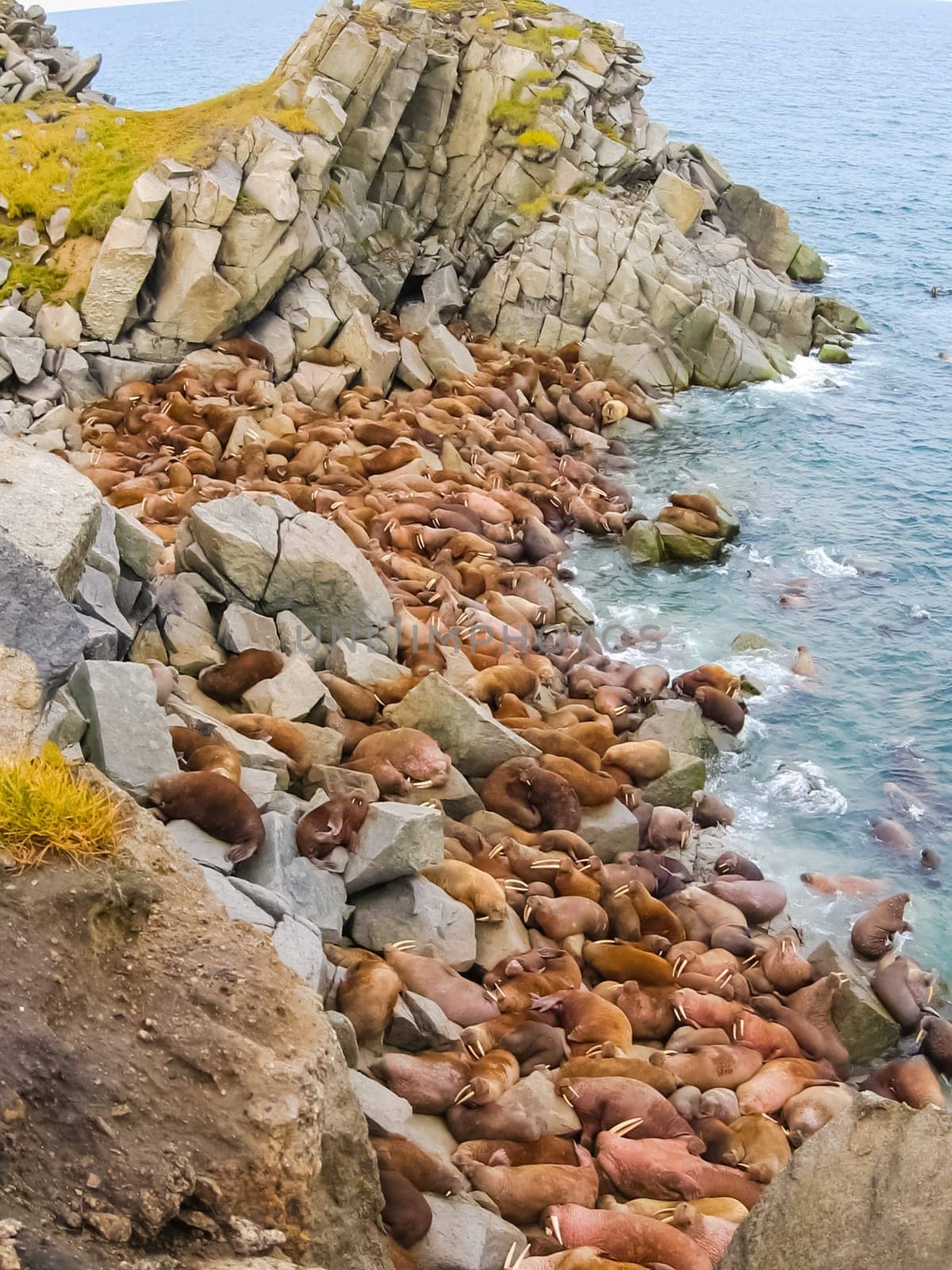 Walrus in the Arctic Ocean, a hunt for locals