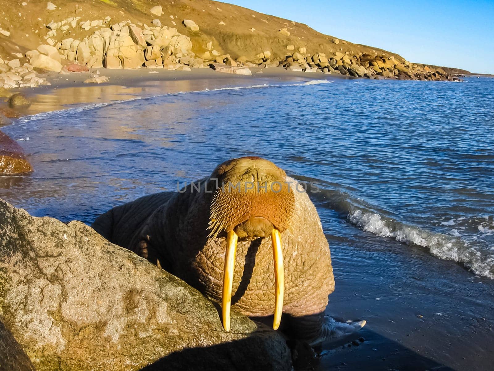 Walrus in the Arctic Ocean, a hunt for locals
