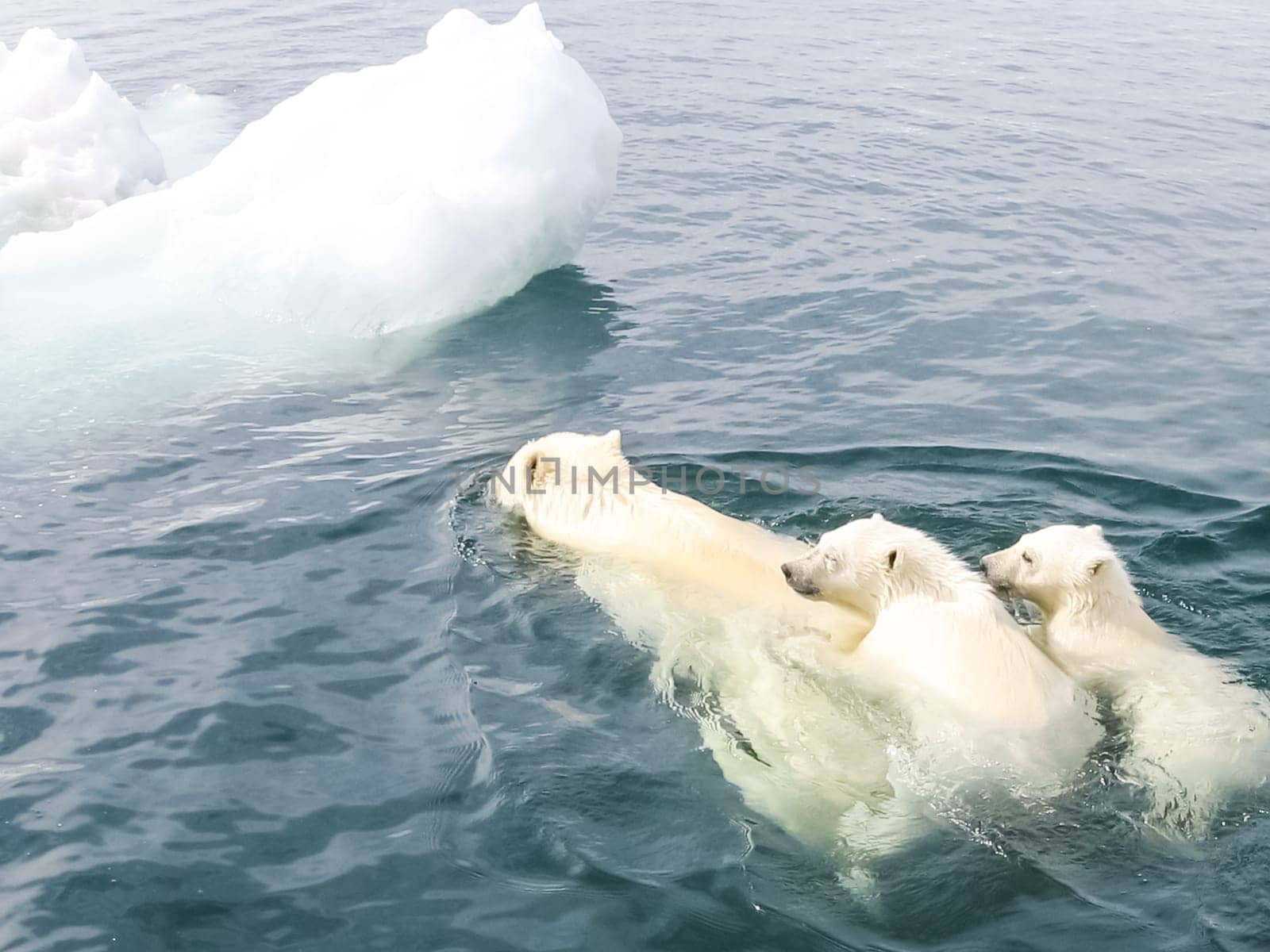 Polar bear in the arctic. Bears in the water.