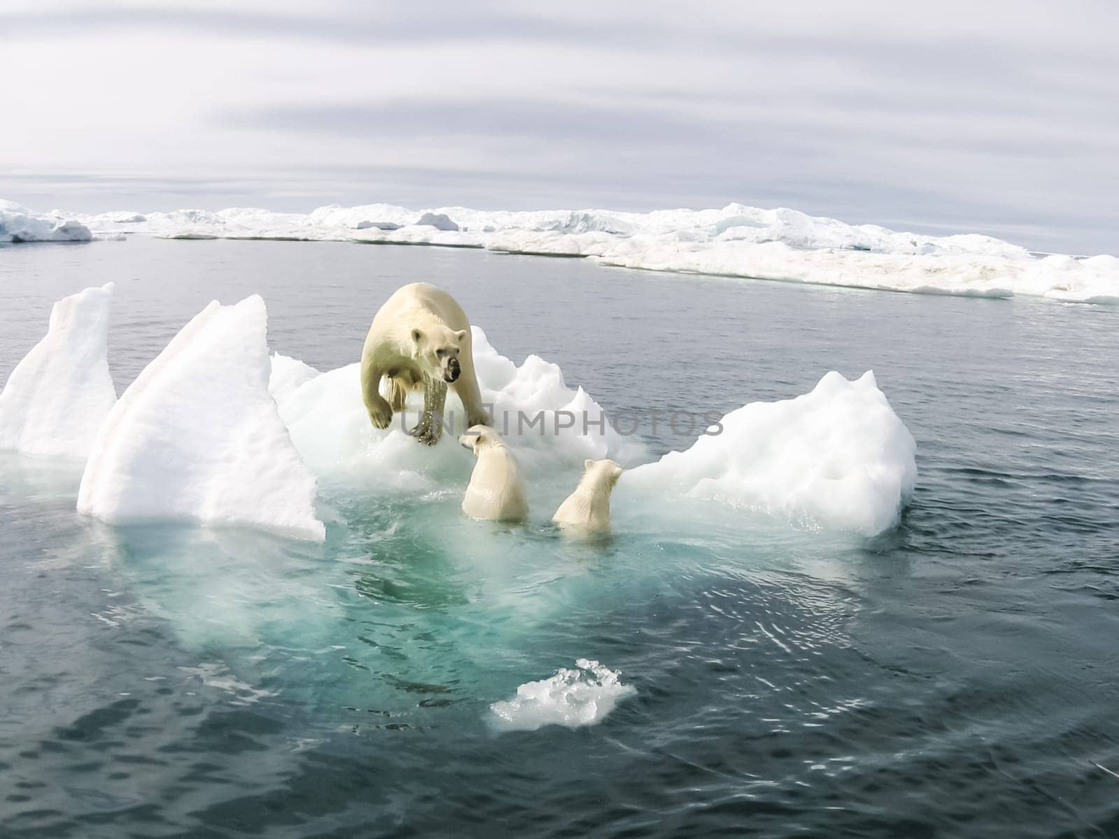 Polar bear in the arctic. Bears in the water.