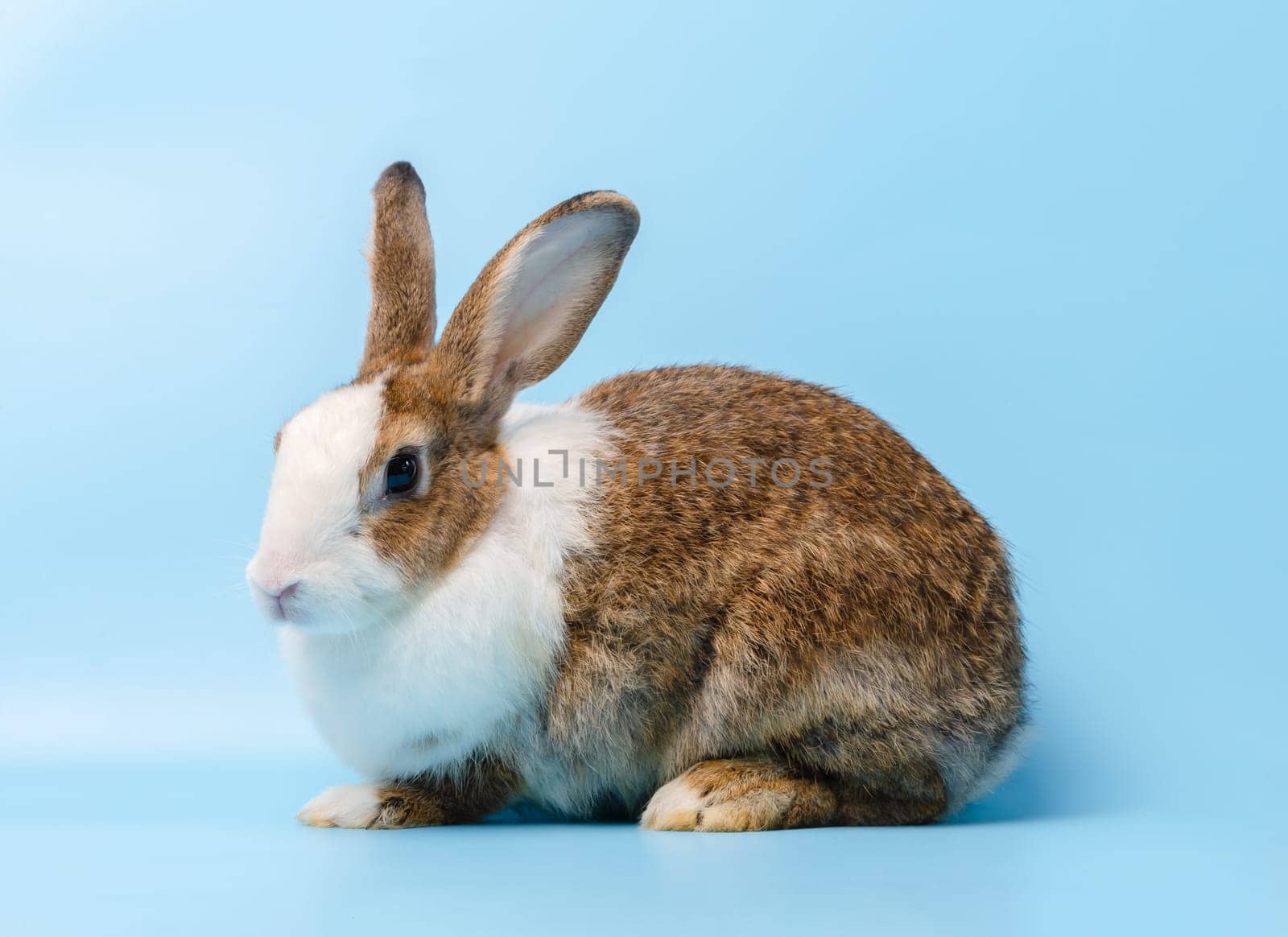 Adorable brown white rabbit portrait sitting on blue background