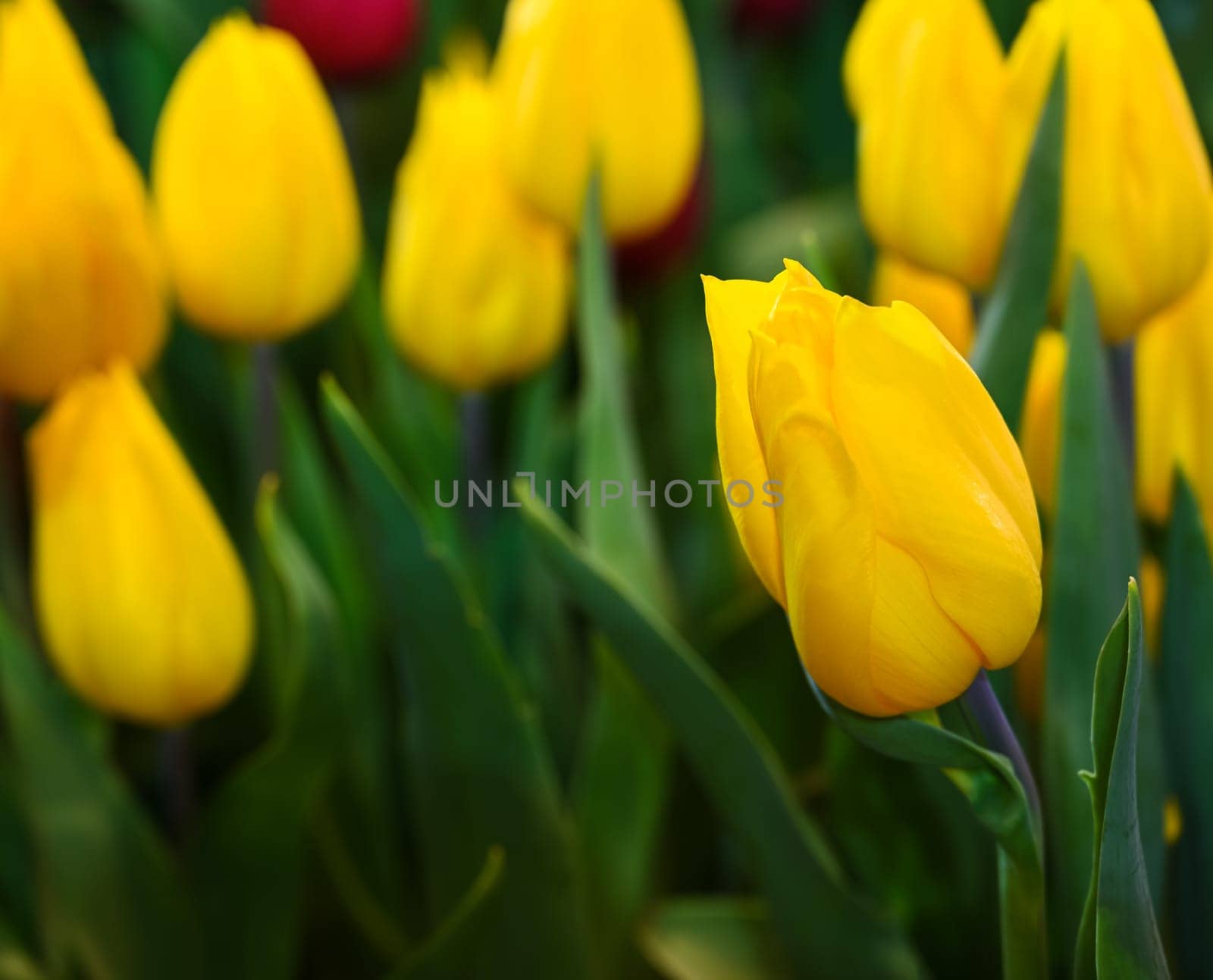 Bright yellow tulips. Beautiful spring and summer flowers background