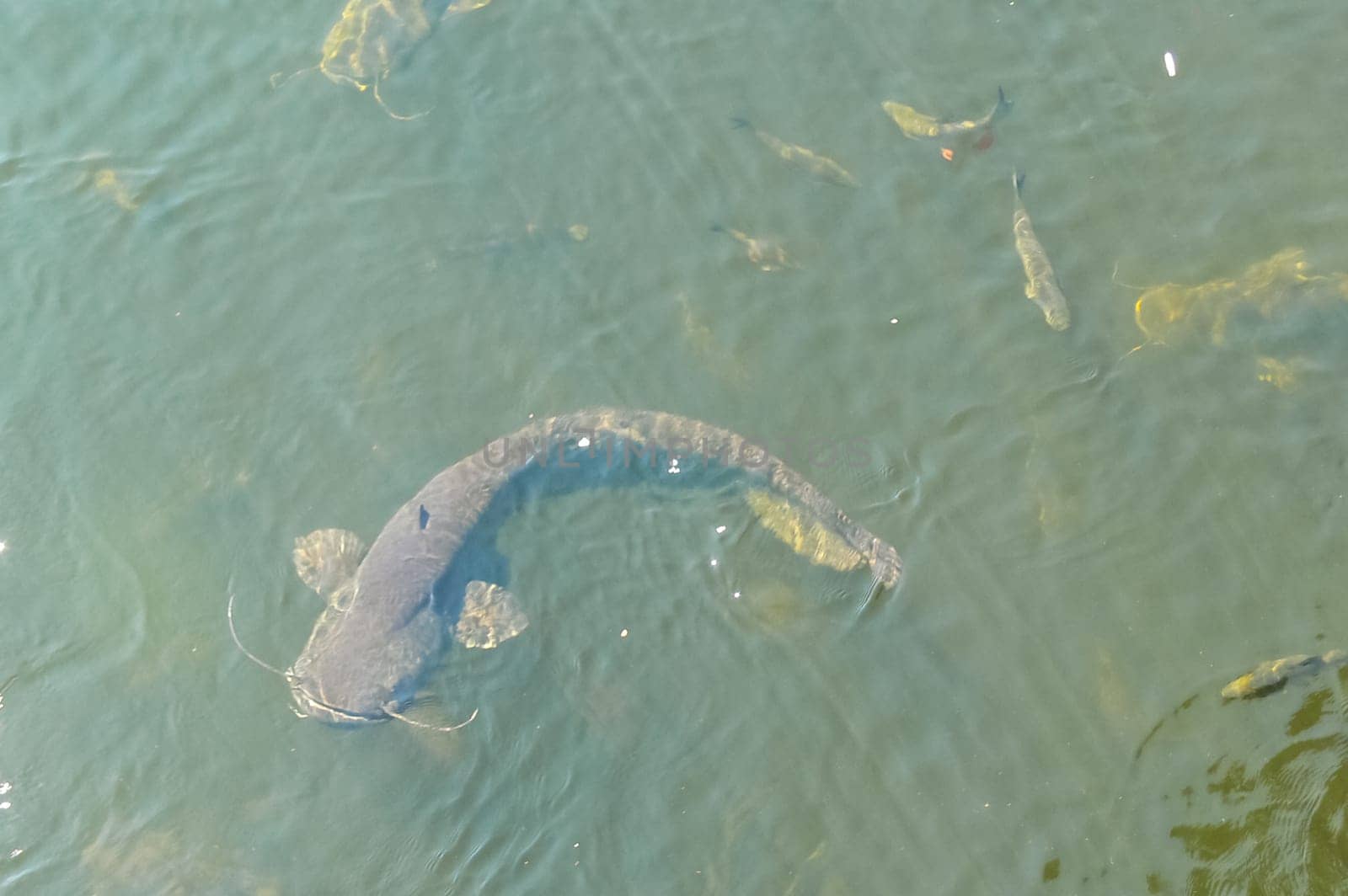 Catfish near the surface of the water, catfish bottom fish scavenger.