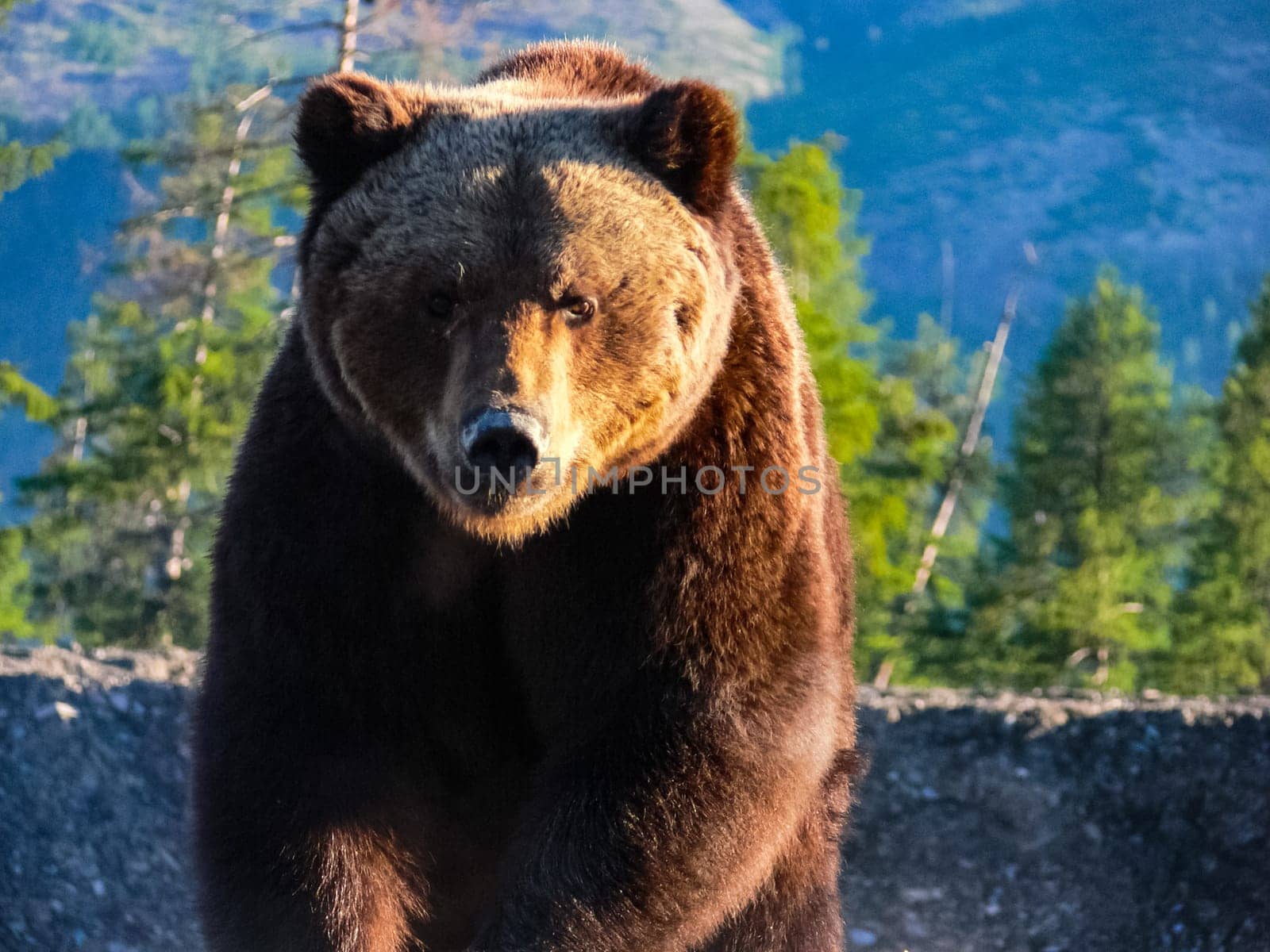 The bear eats with garbage. The bear eats with garbage.